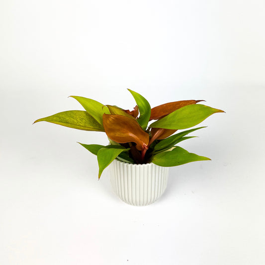 Mini Prince Of Orange Houseplant