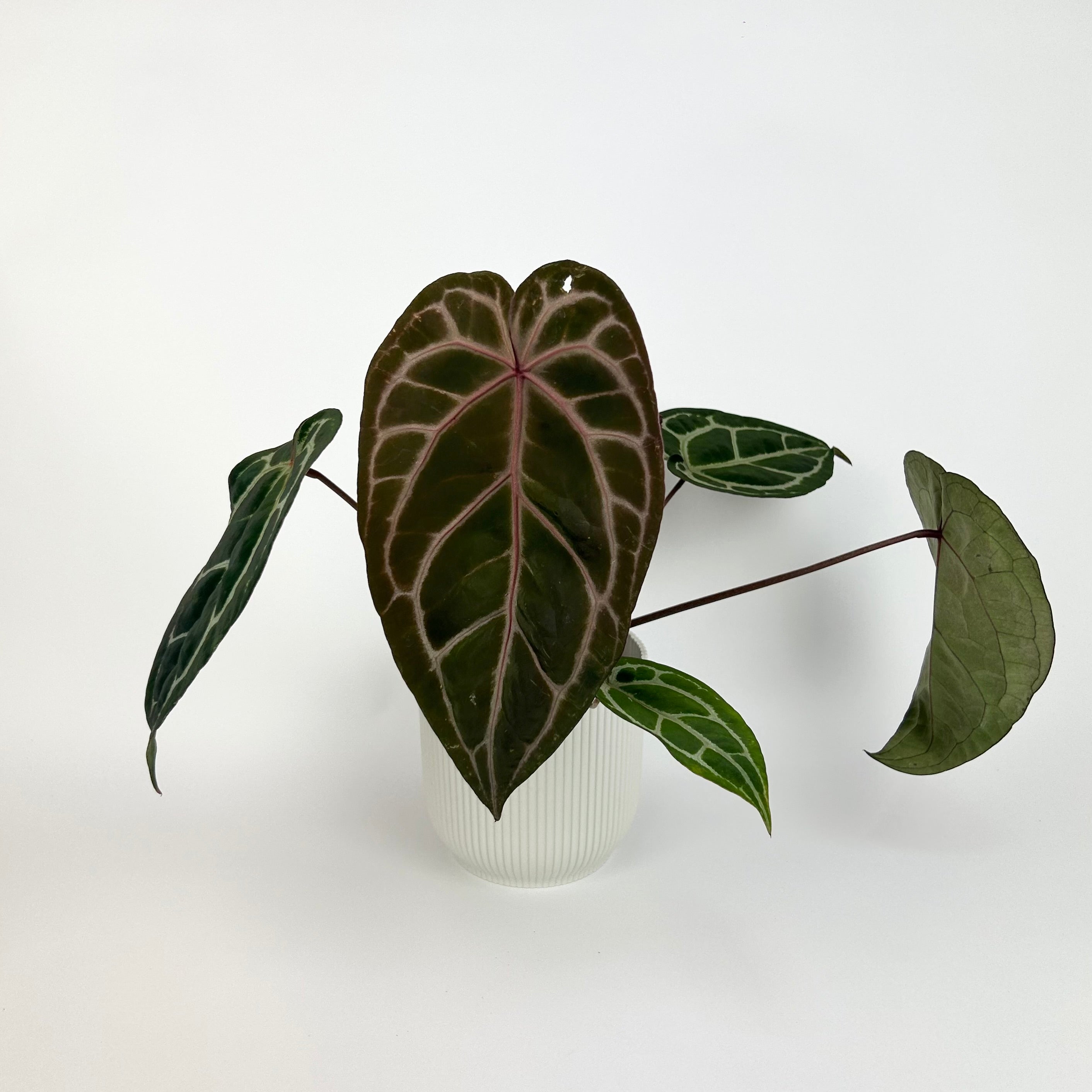 5+ Anthurium Doc Block Michelle Anthurium Docblock Michelle 12cm Houseplant – OH SO Floral
