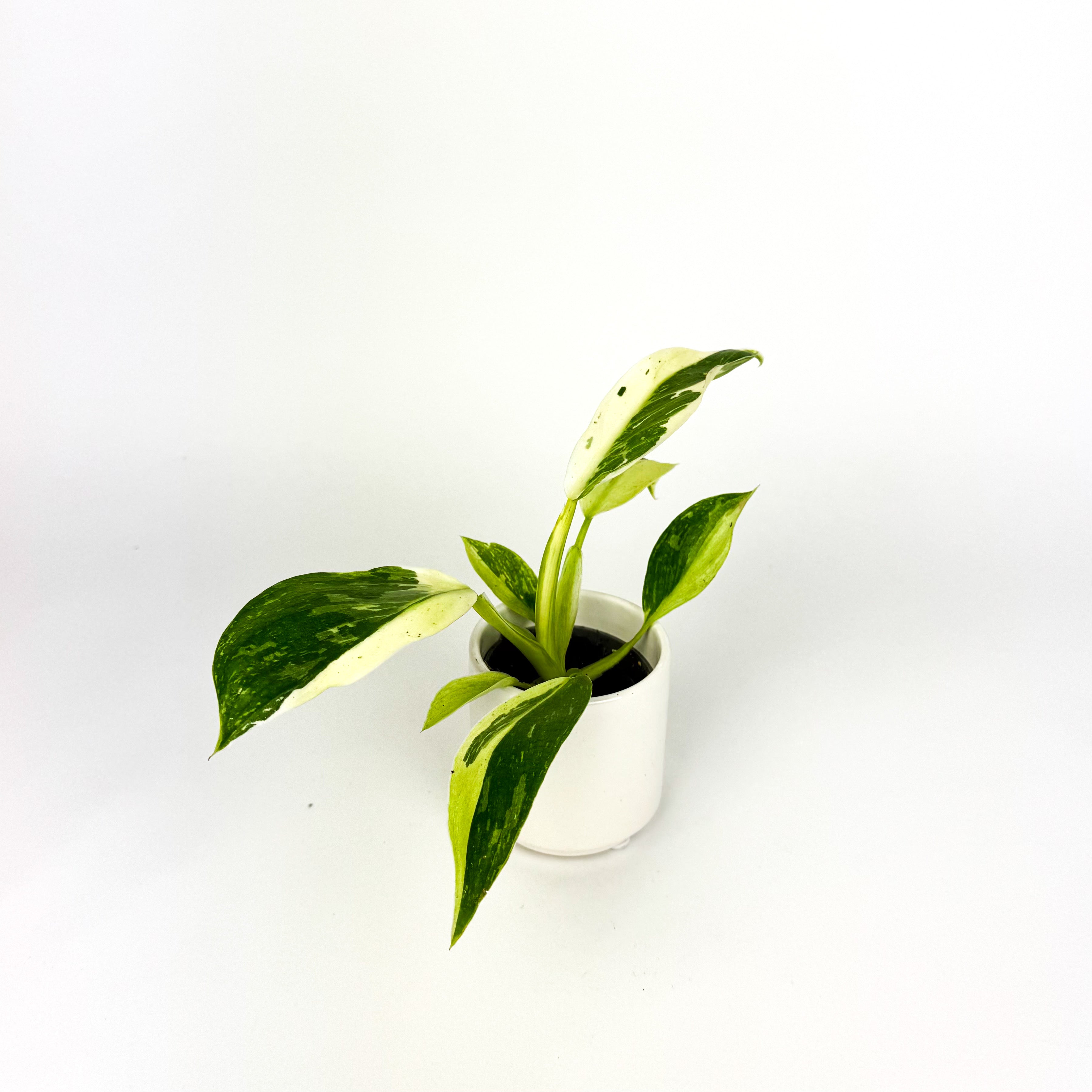 Mini Philodendron Jose Buono Indoor Houseplant