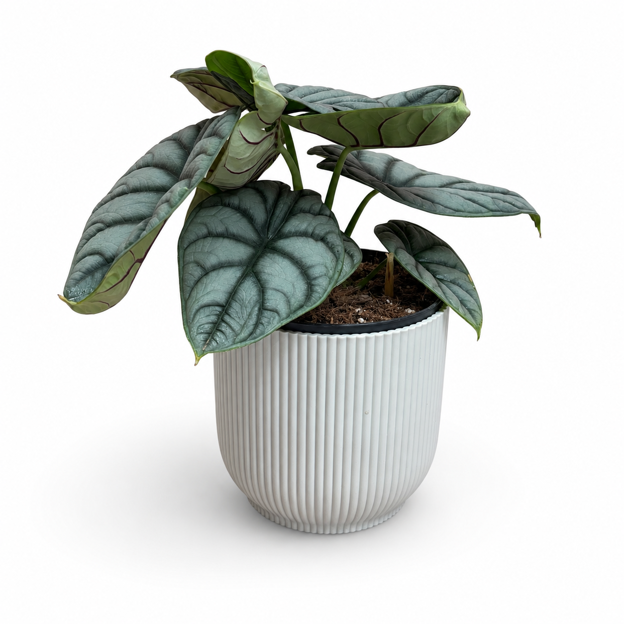 Alocasia Nebula Silver 14cm Houseplant