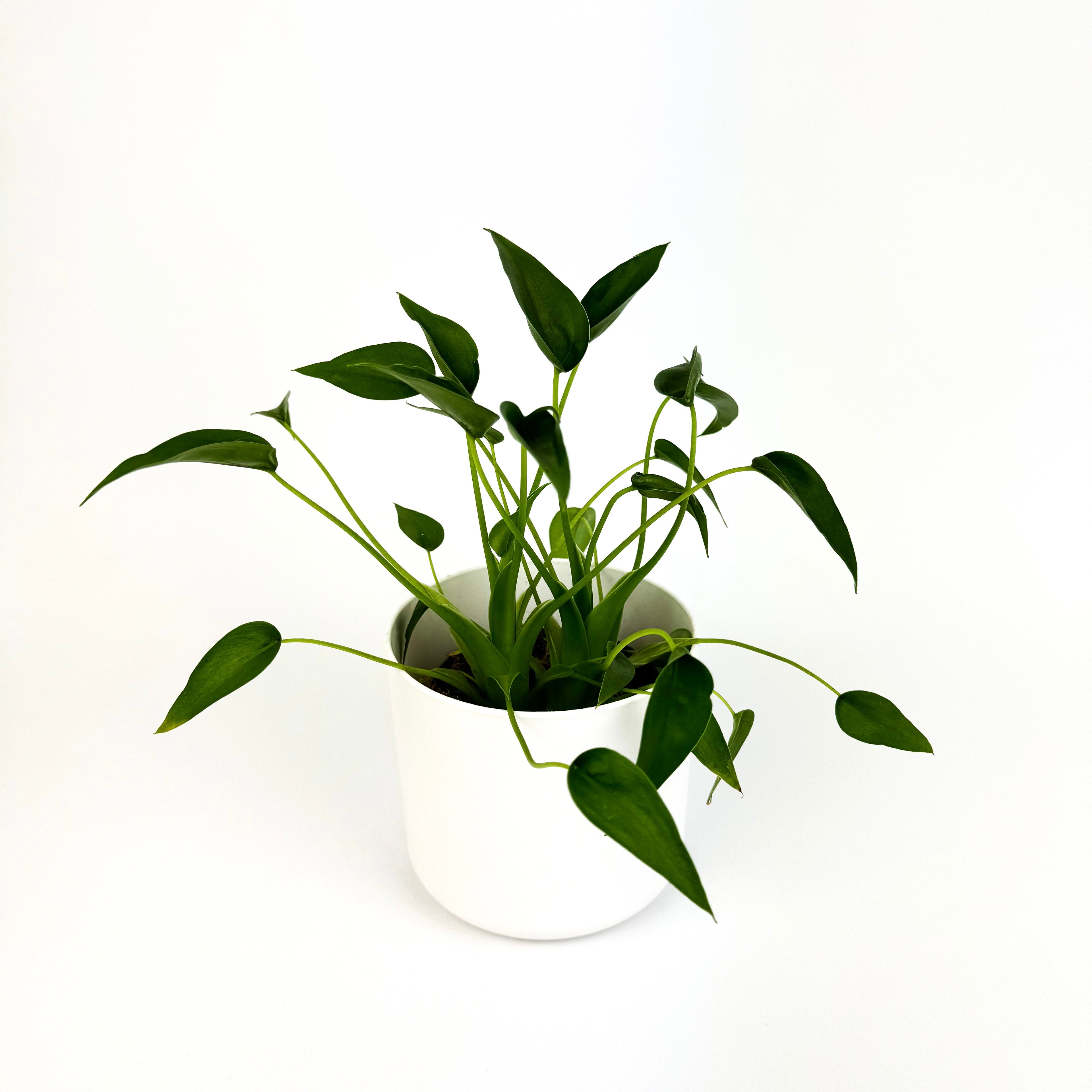 Alocasia Tiny Dancer Indoor 12cm Houseplant