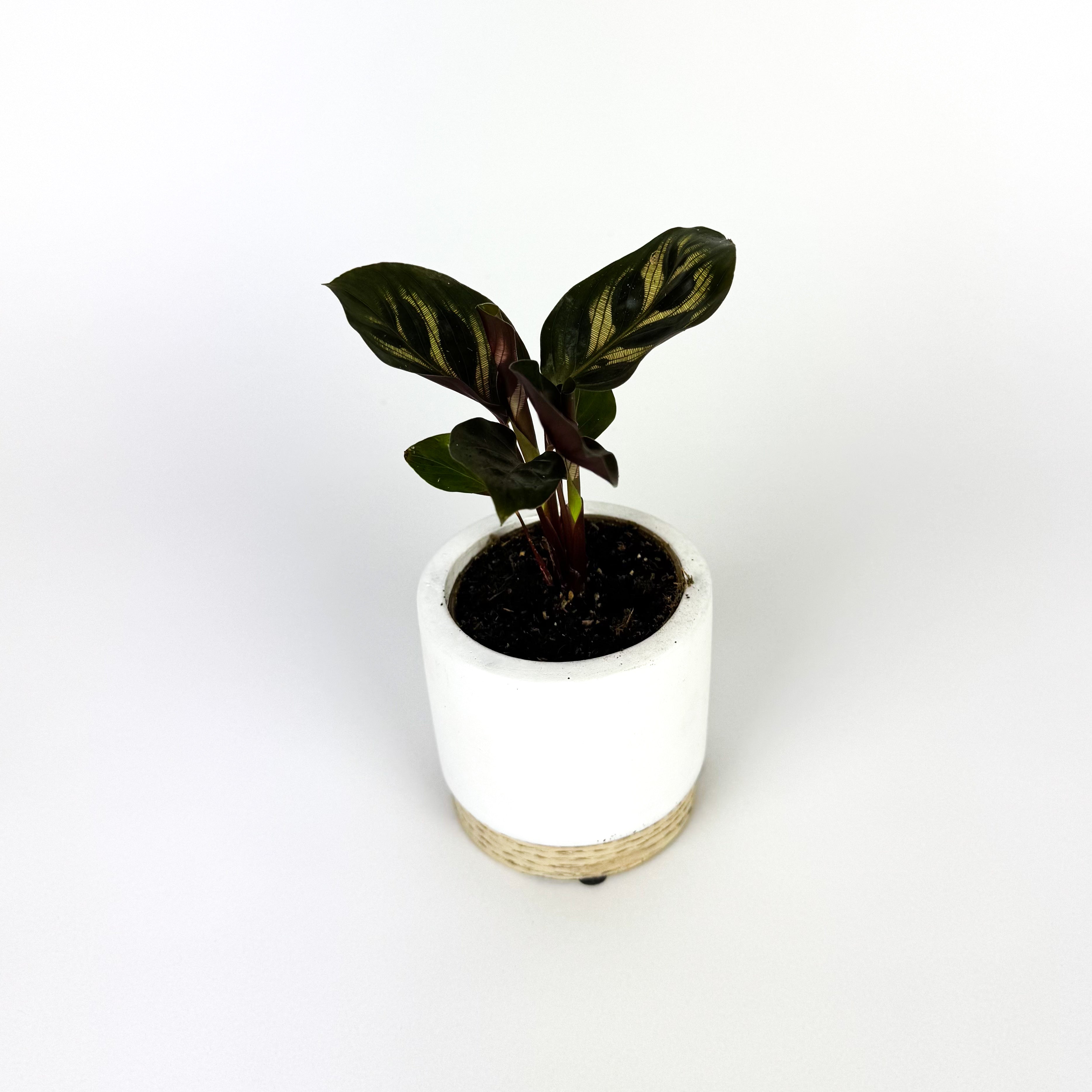 Mini Calathea Makoyana Mini Houseplant