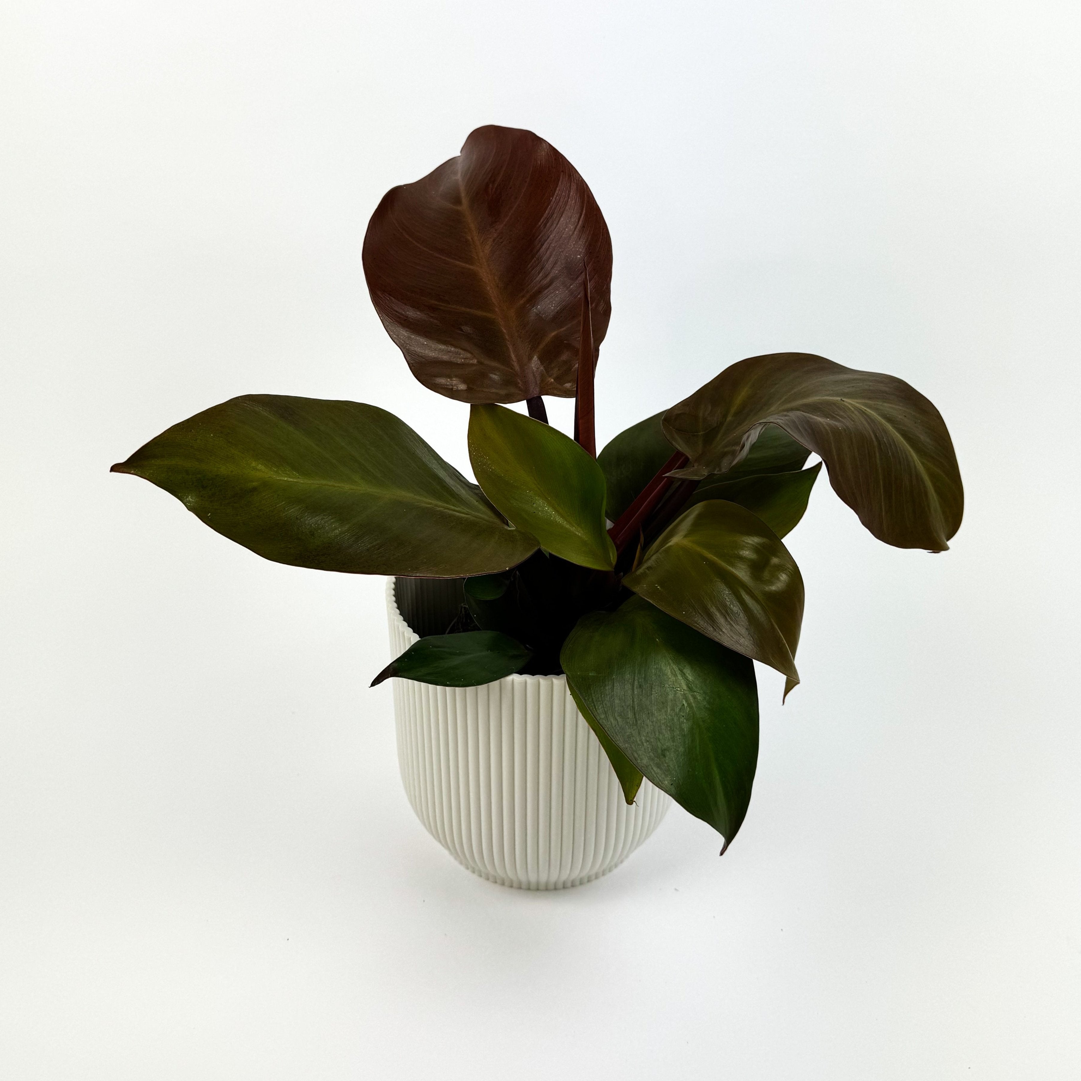 Philodendron Red Sun Houseplant