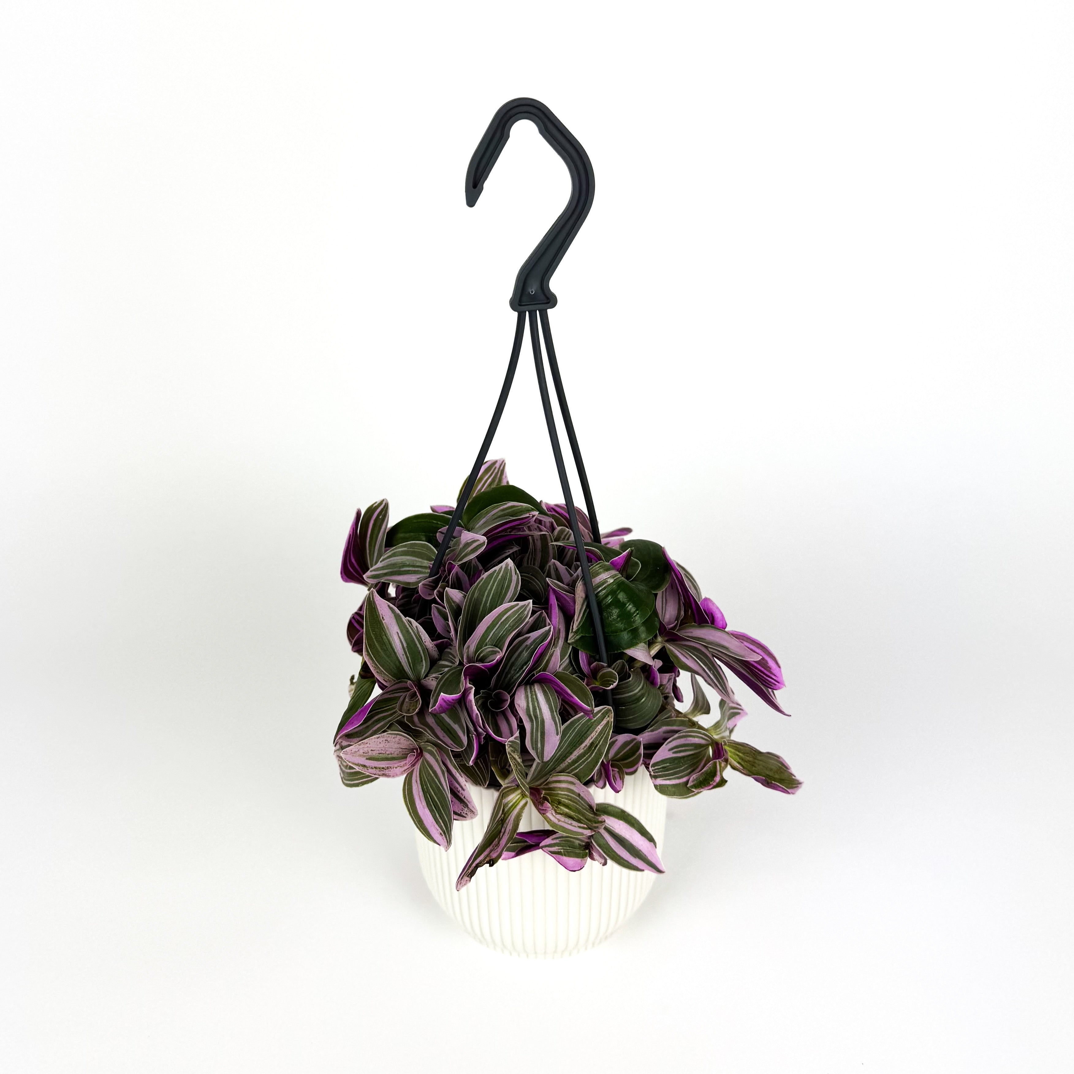 Tradescantia Sweetness Hanging Houseplant