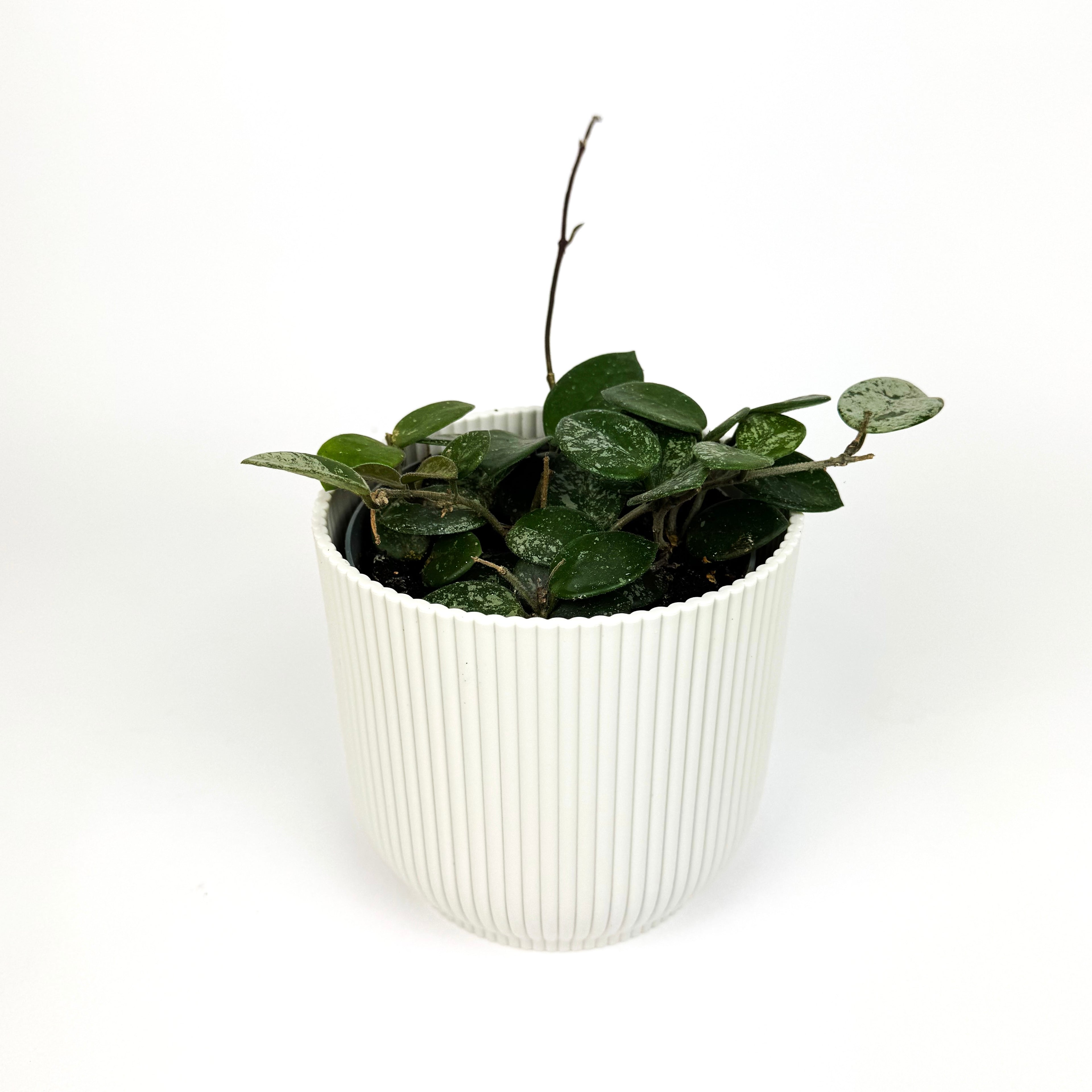 Hoya Mathilde Splash Houseplant