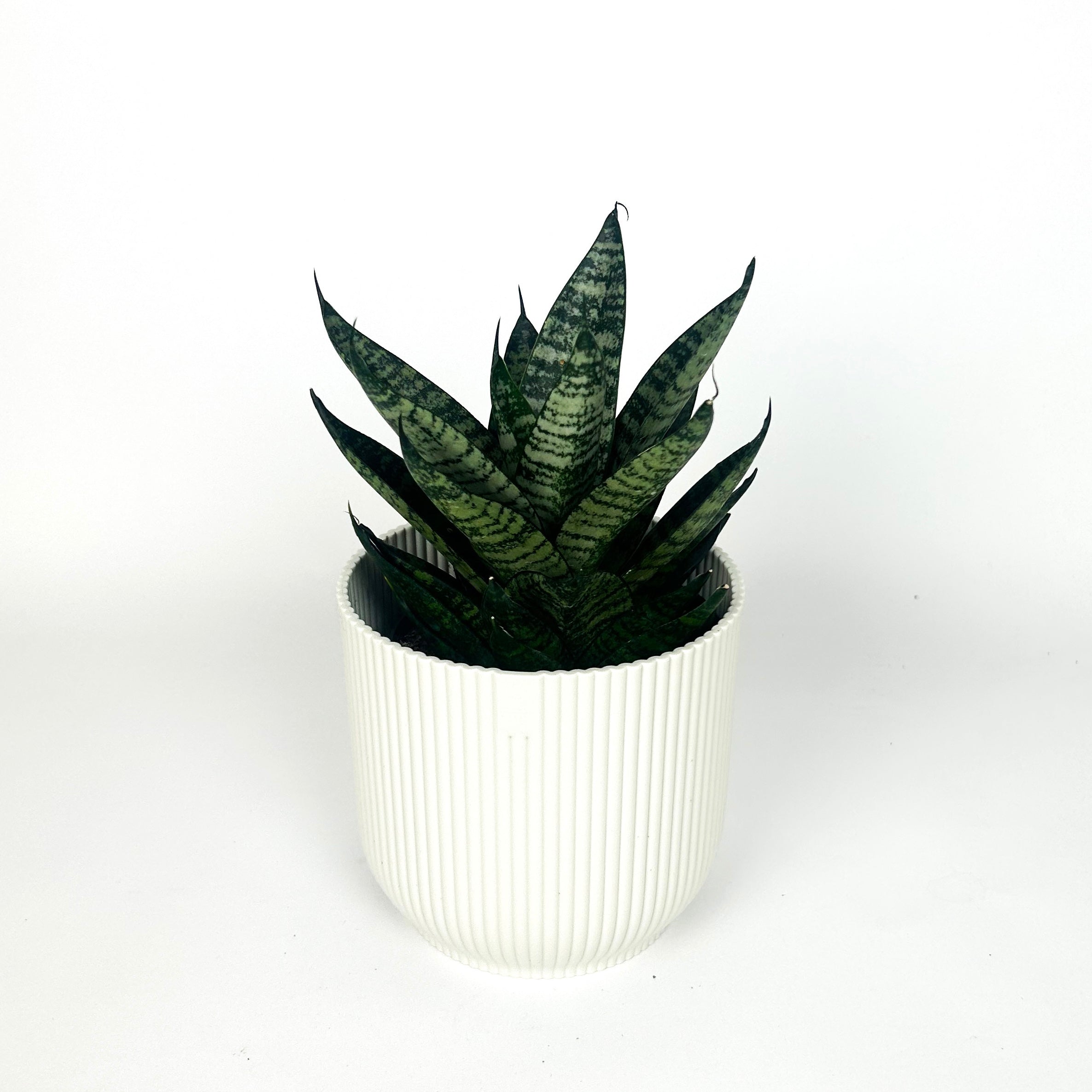 Snake Star Ming Green Marble Houseplant