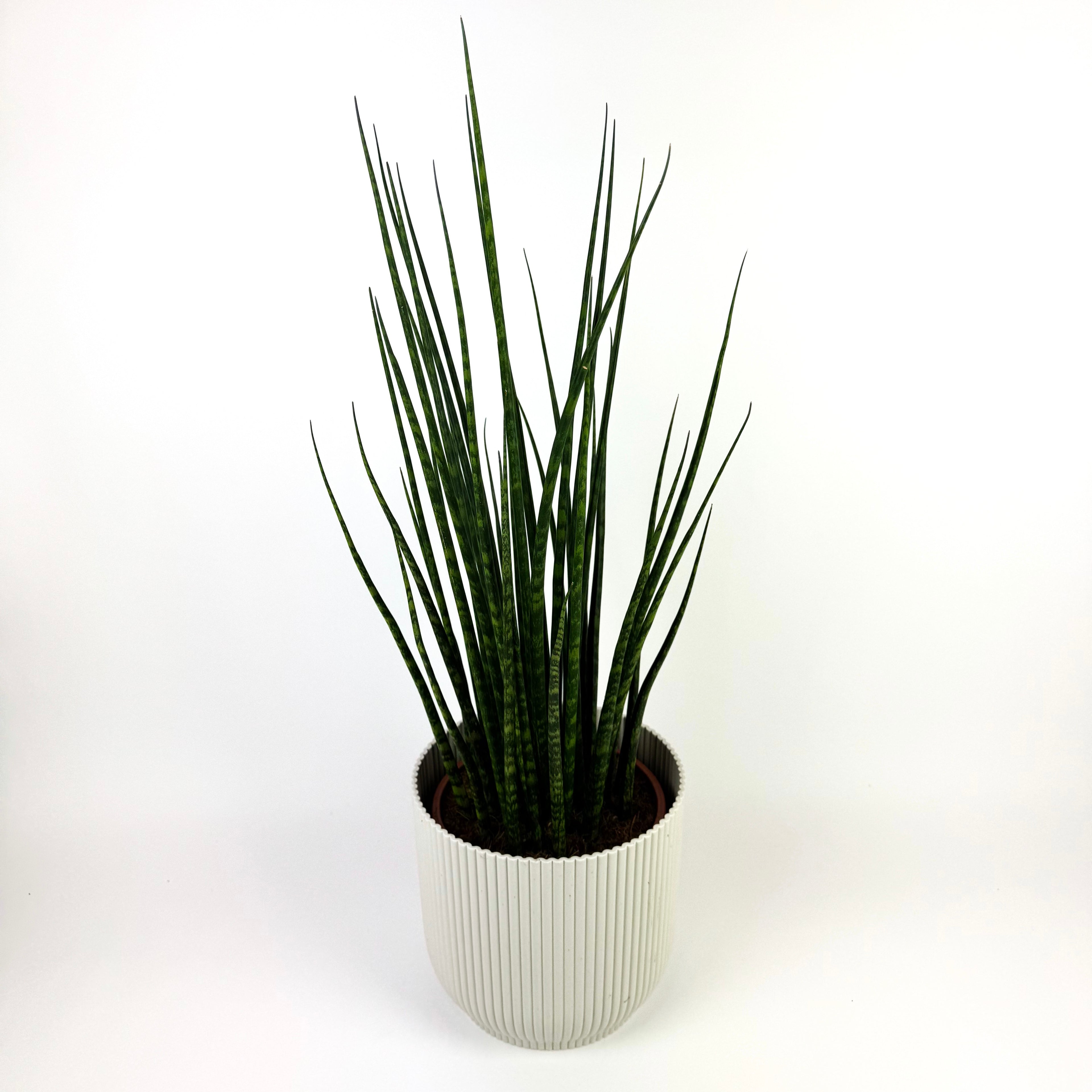 Large Sanseveria Fernwood Mikado Houseplant