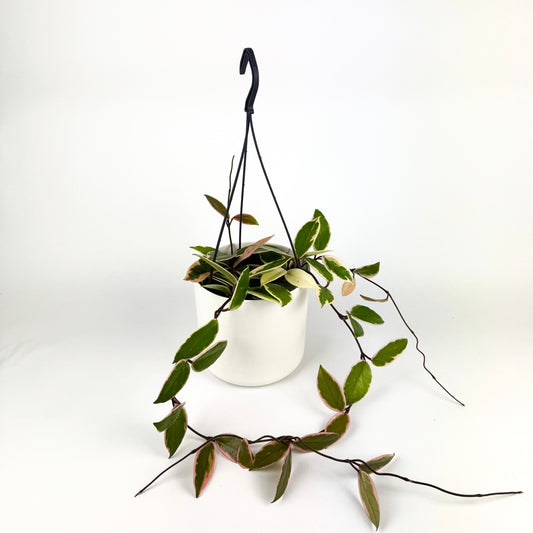 Hanging Hoya Flamingo Dream Houseplant