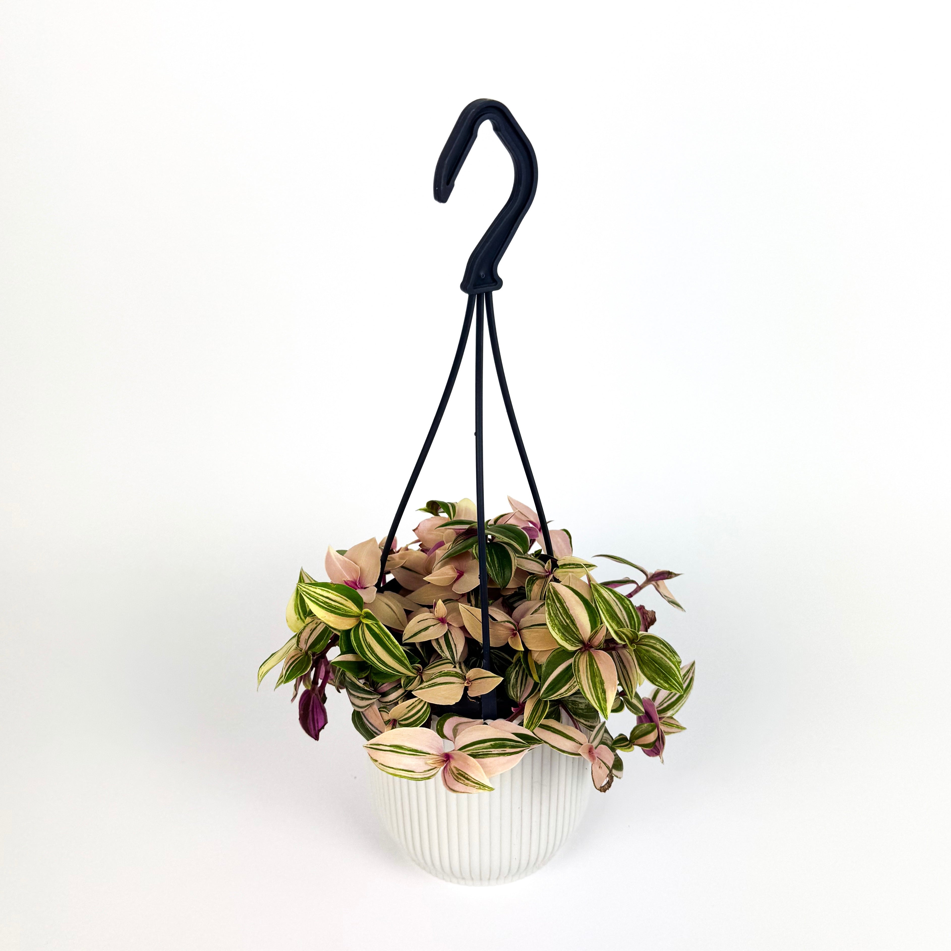 Hanging Tradescantia Quadricolour Houseplant
