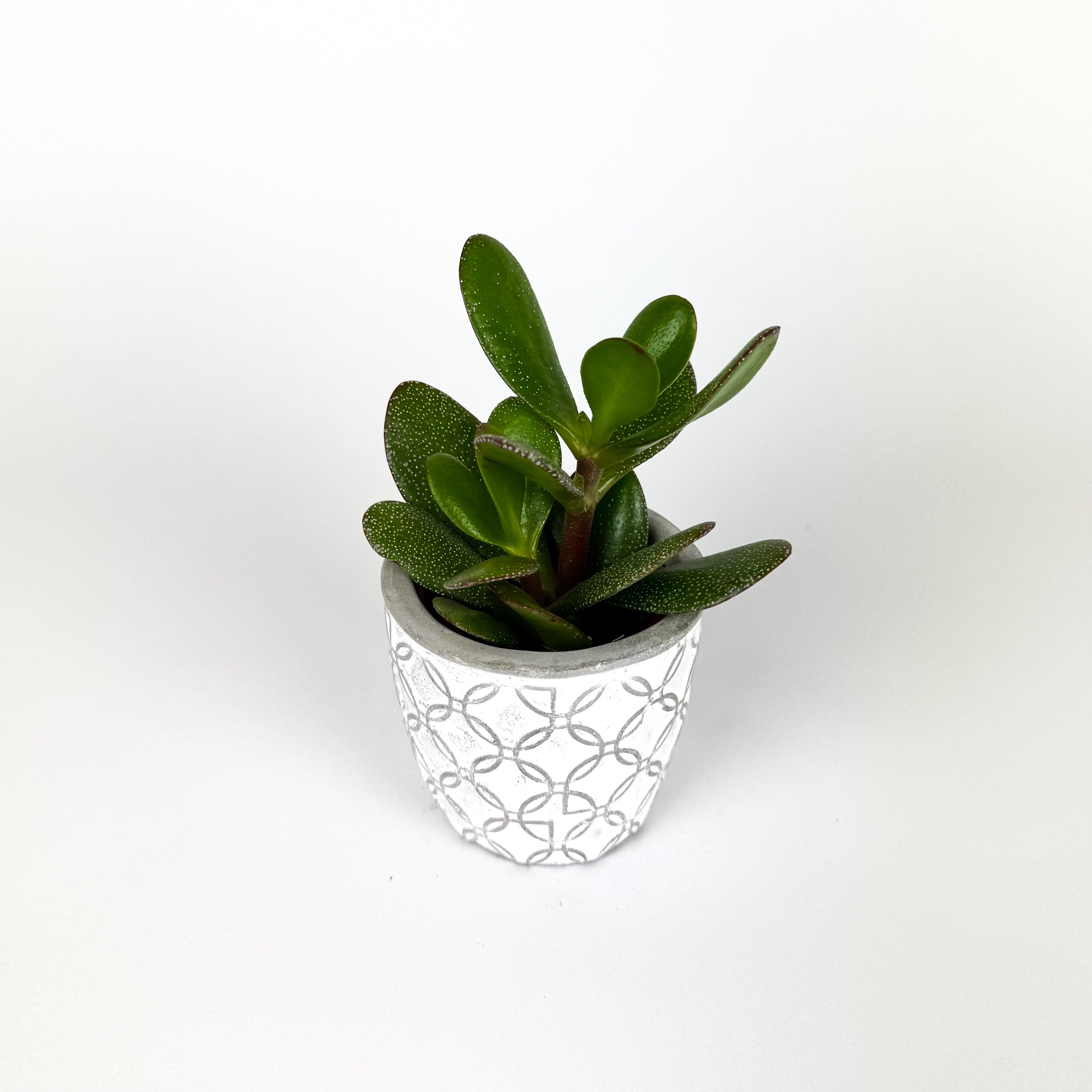 Crassula Stockholm In Ceramic Pot Houseplant