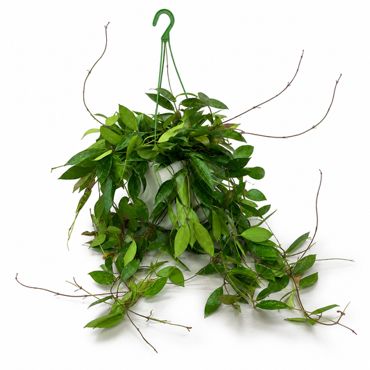 Hoya Memoria Gracilis 14cm Houseplant