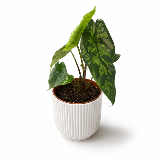 Alocasia Shattered Glass 9cm Houseplant
