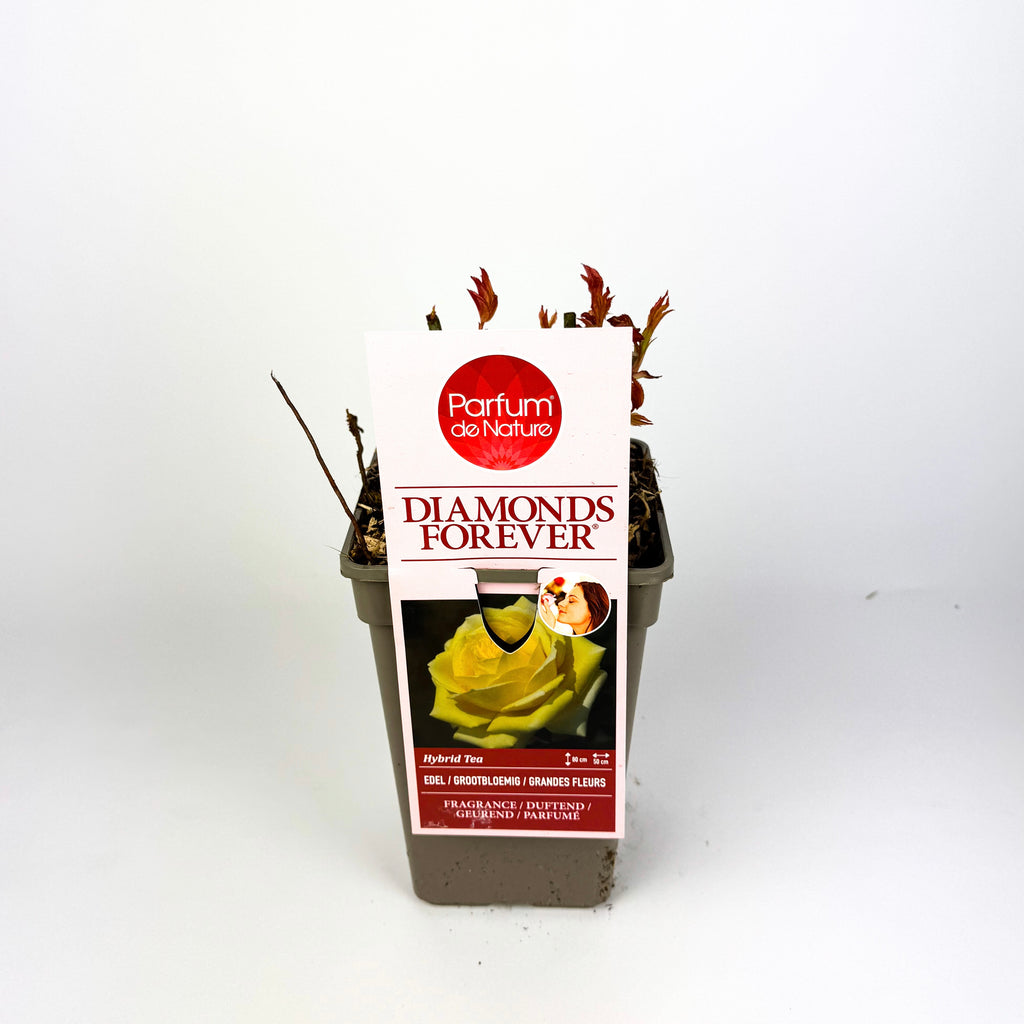 Rose 'Parfum de Nature' Scented Outdoor Rose Bush