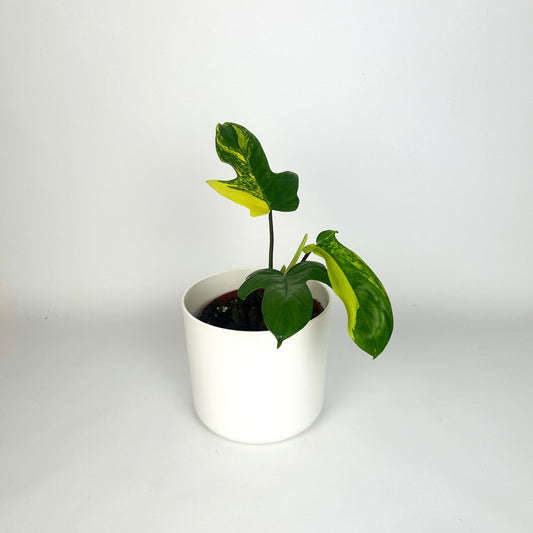 Rare Philodendron Florida Beauty 14cm Houseplant - pre order