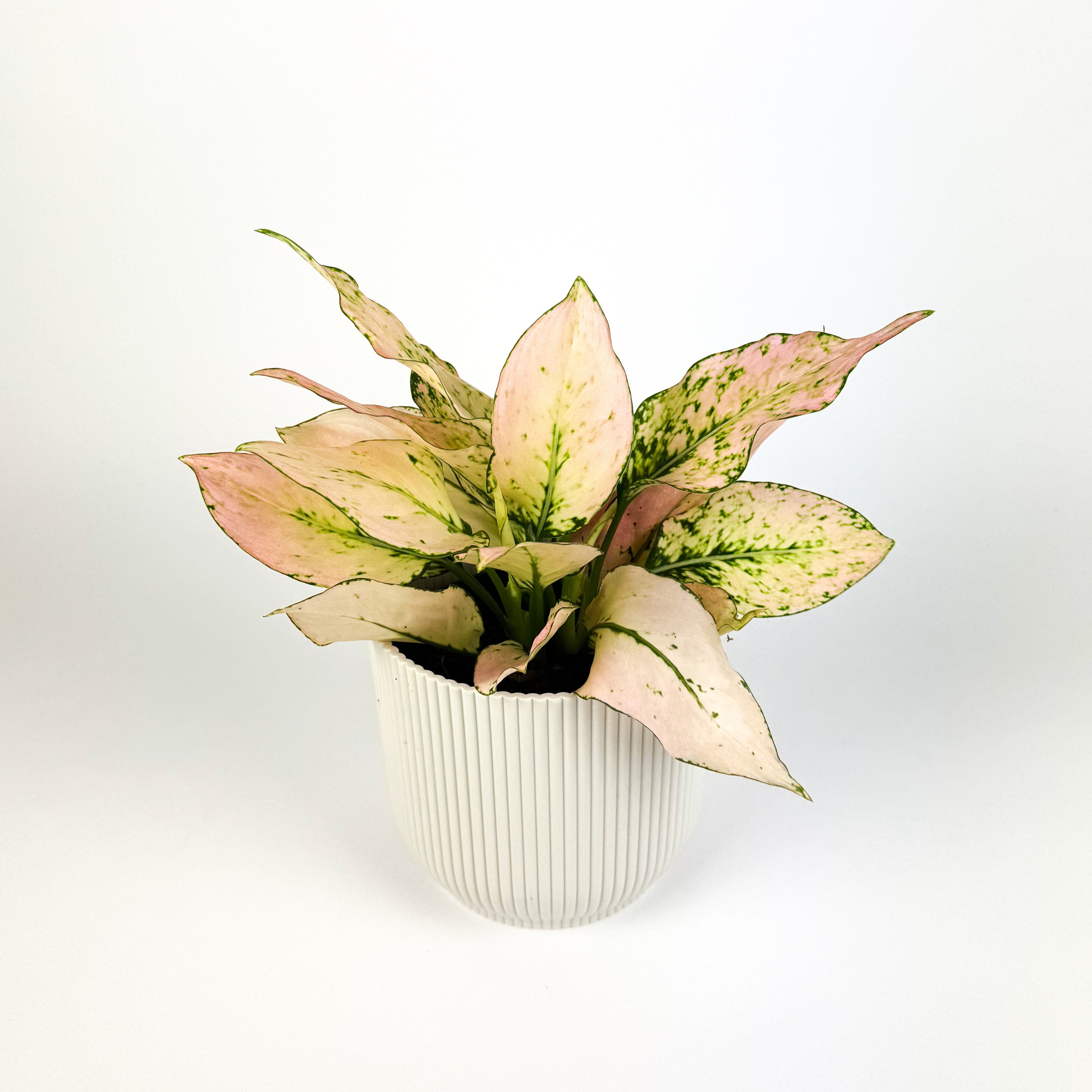Aglaonema Rosy Houseplant