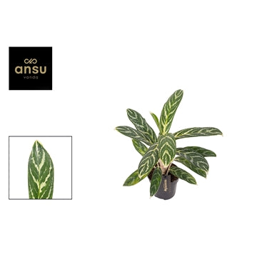 Aglaonema Ivy Green 12cm Houseplant