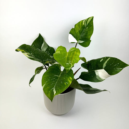 Philodendron White Princess 17cm Houseplant