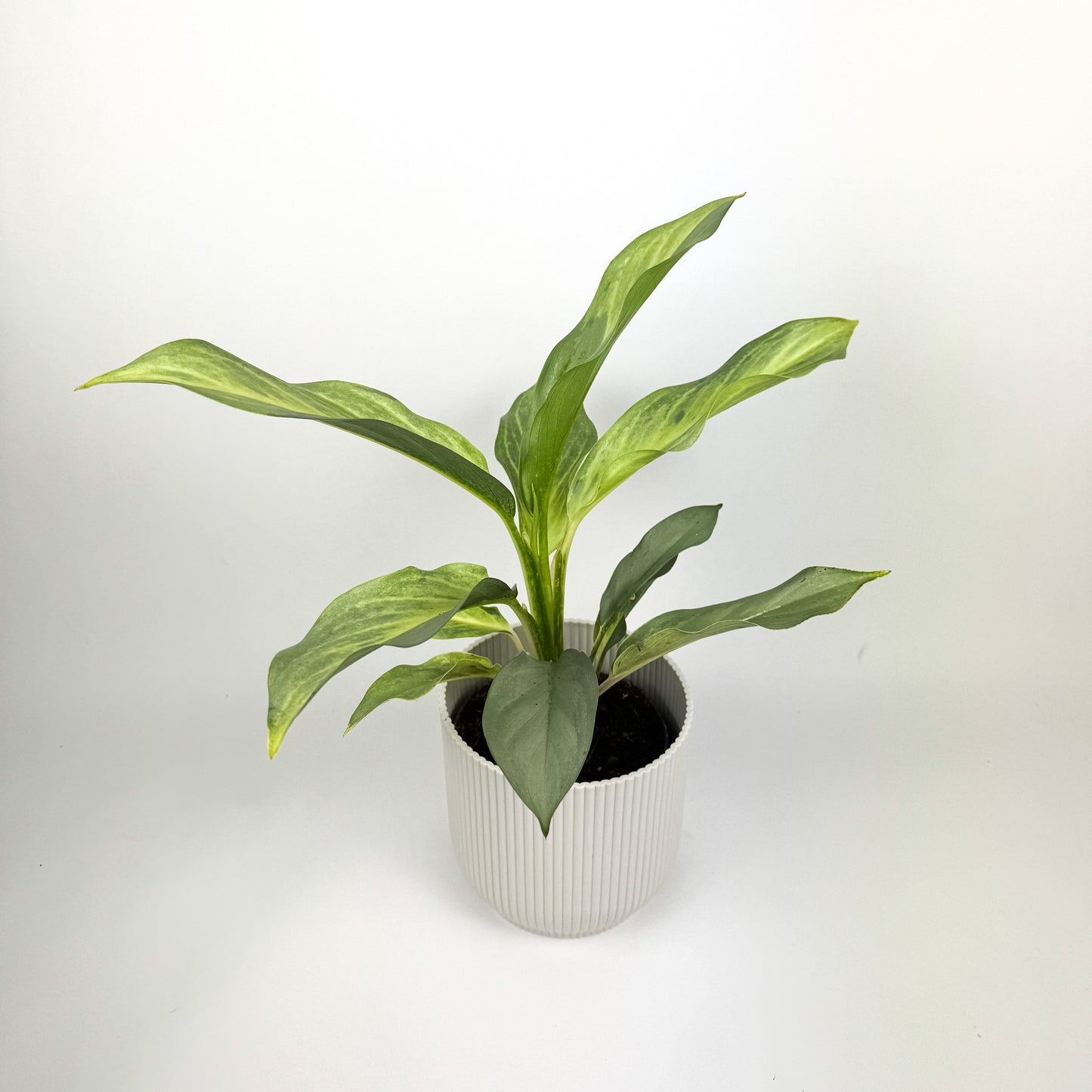 Aglaonema Aqua Green Houseplant