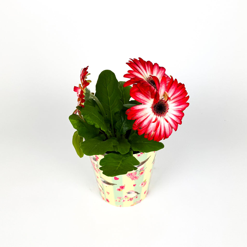 Gerbera In Pot Houseplant