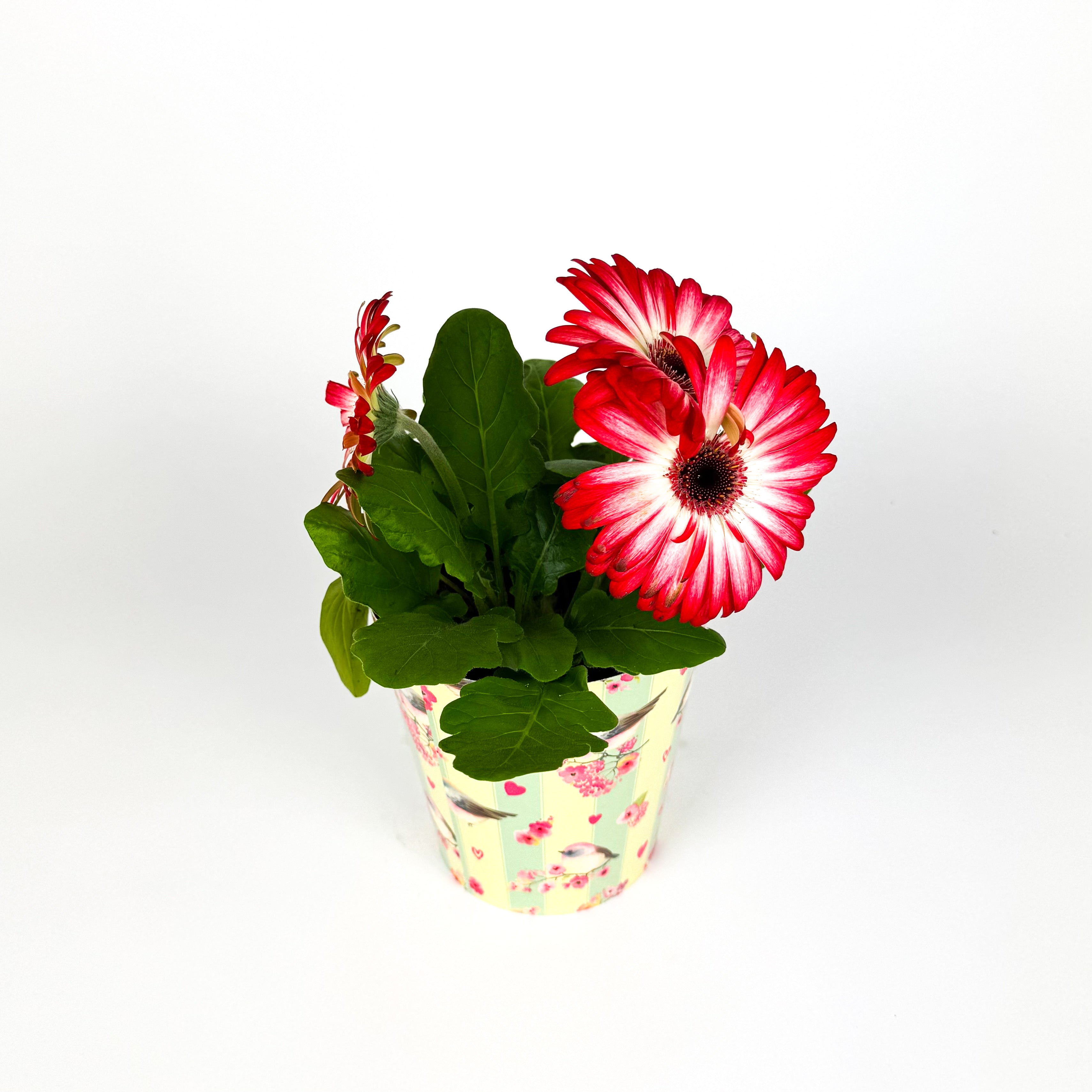 Gerbera In Pot Houseplant
