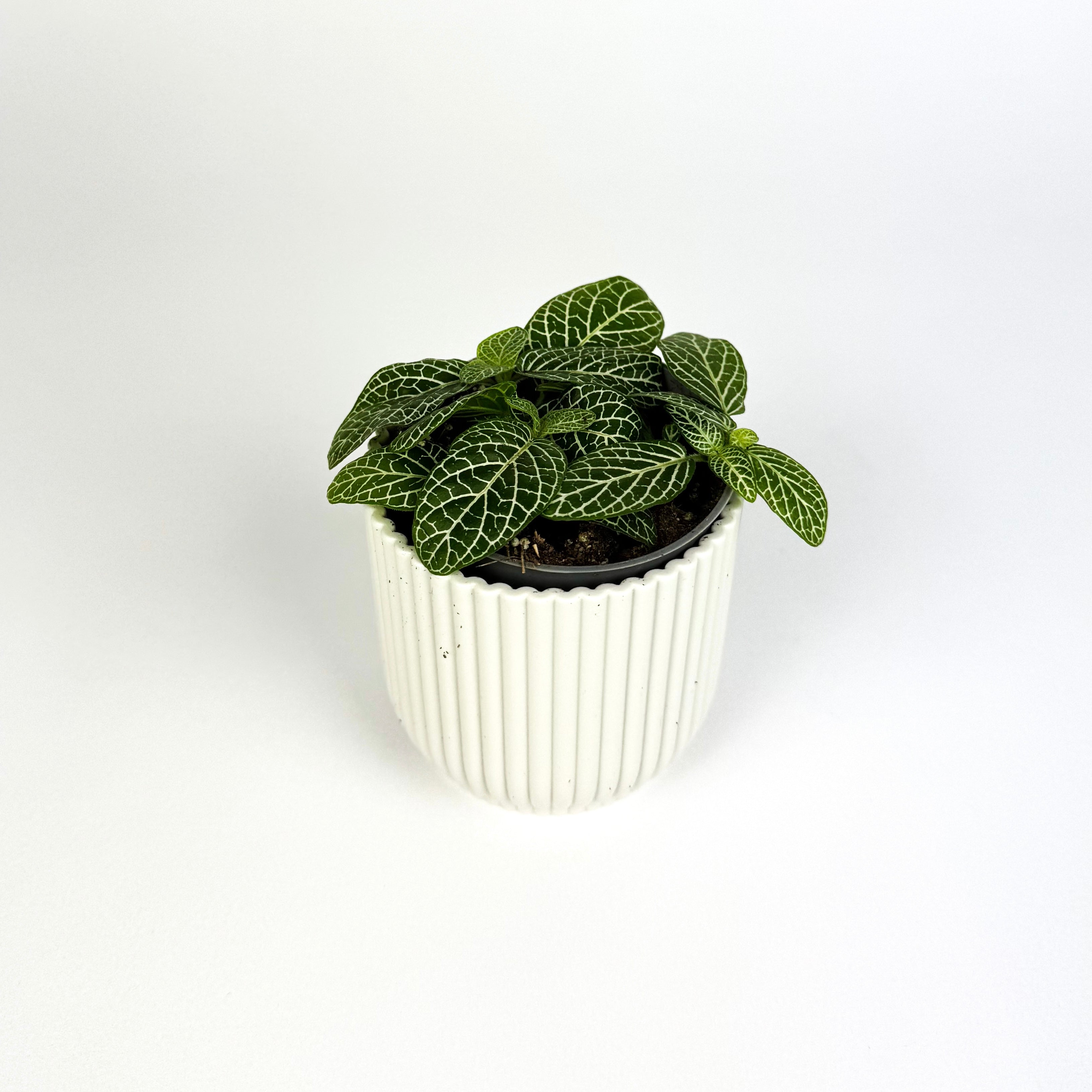 Mini White Fittonia Houseplant