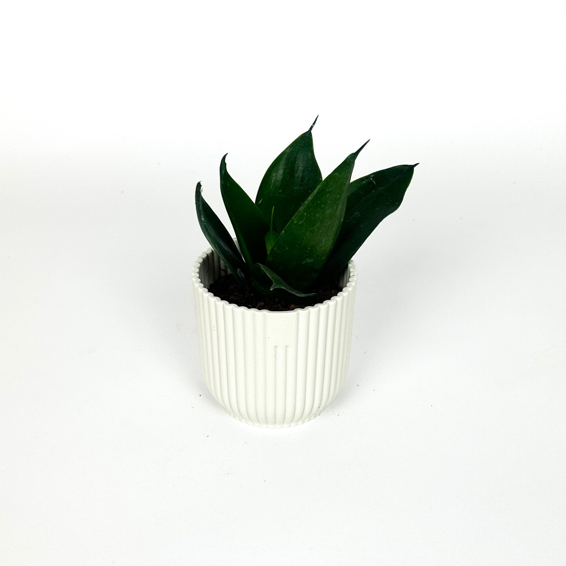 black jade sansevieria Mini Sansevieria Hahnii “Black Jade” Houseplant – OH SO Floral