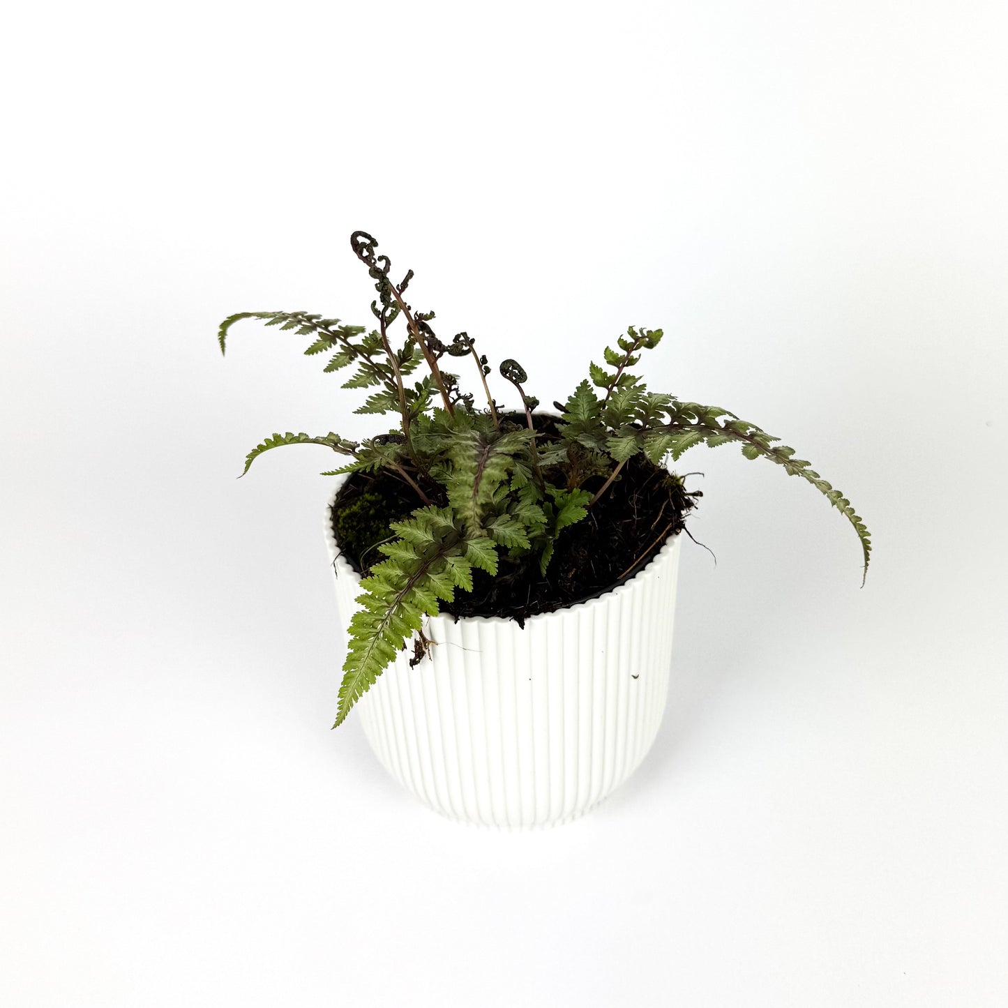 Athyrium Niponicum 'metallicum' Outdoor Plant