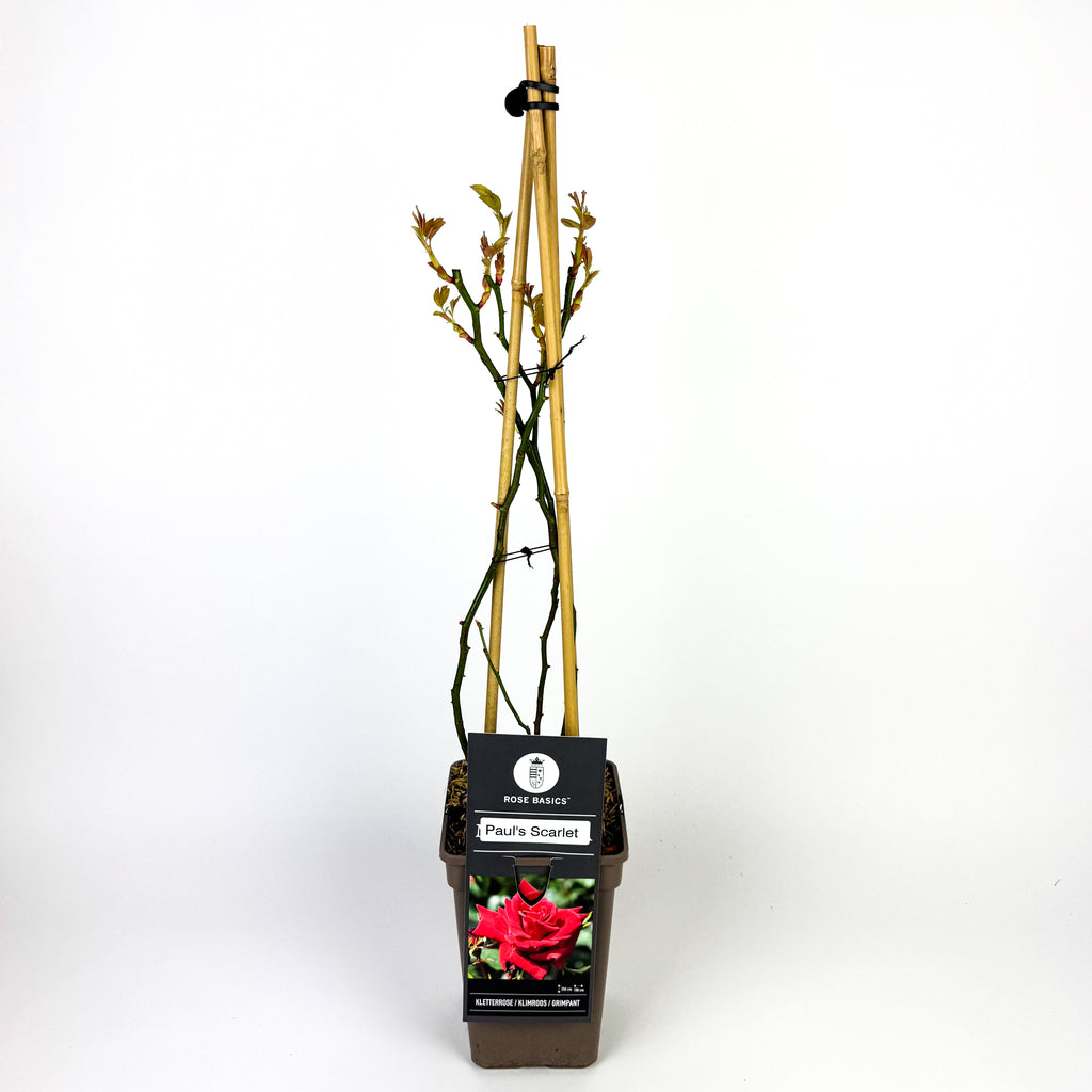 Large Rose climbing Outdoor Plant