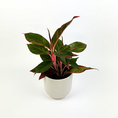 Aglaonema Jungle Red 12cm Houseplant