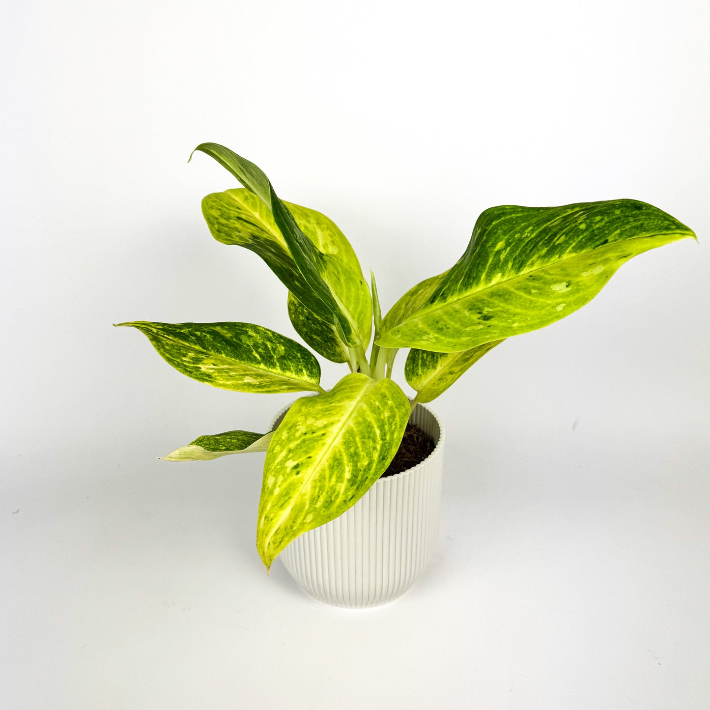 Aglaonema Citronelle Houseplant