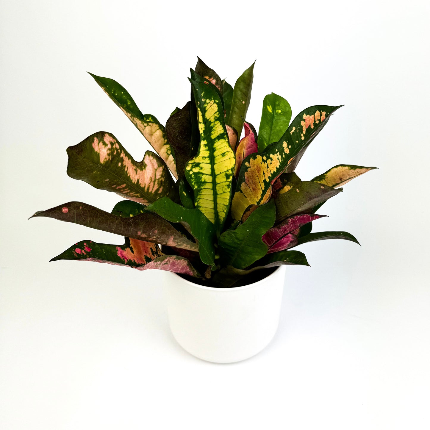 Croton petra Houseplant