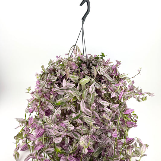 Tradescantia Pink Hill 17cm Houseplant