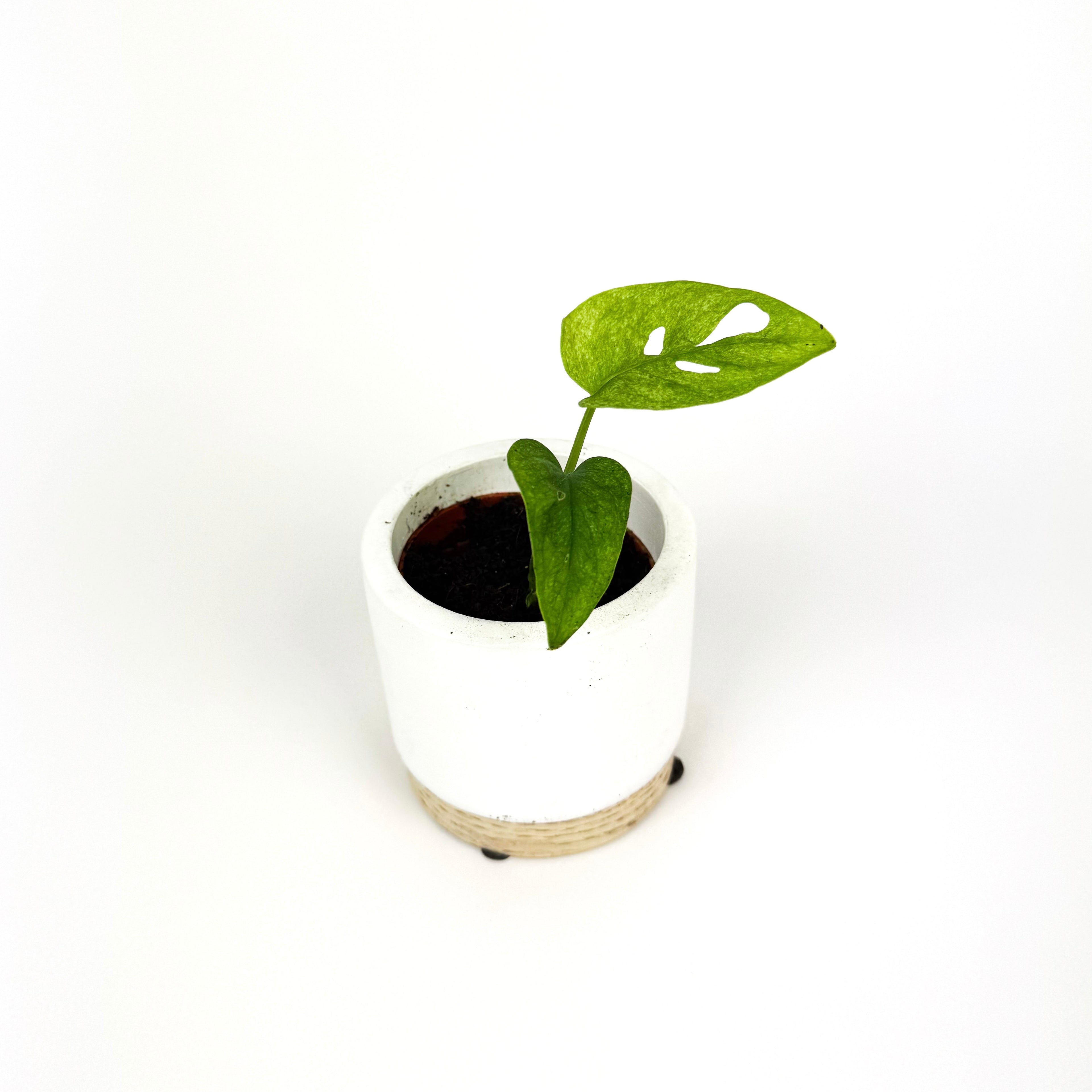 Mini Monstera Adansonii Mint