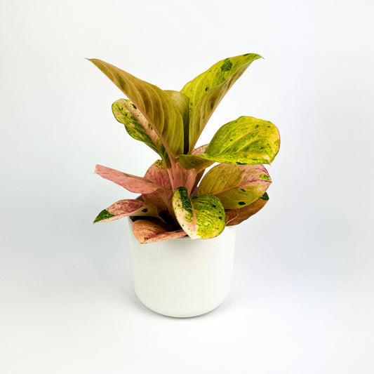 Aglaonema Guave Pink Houseplant