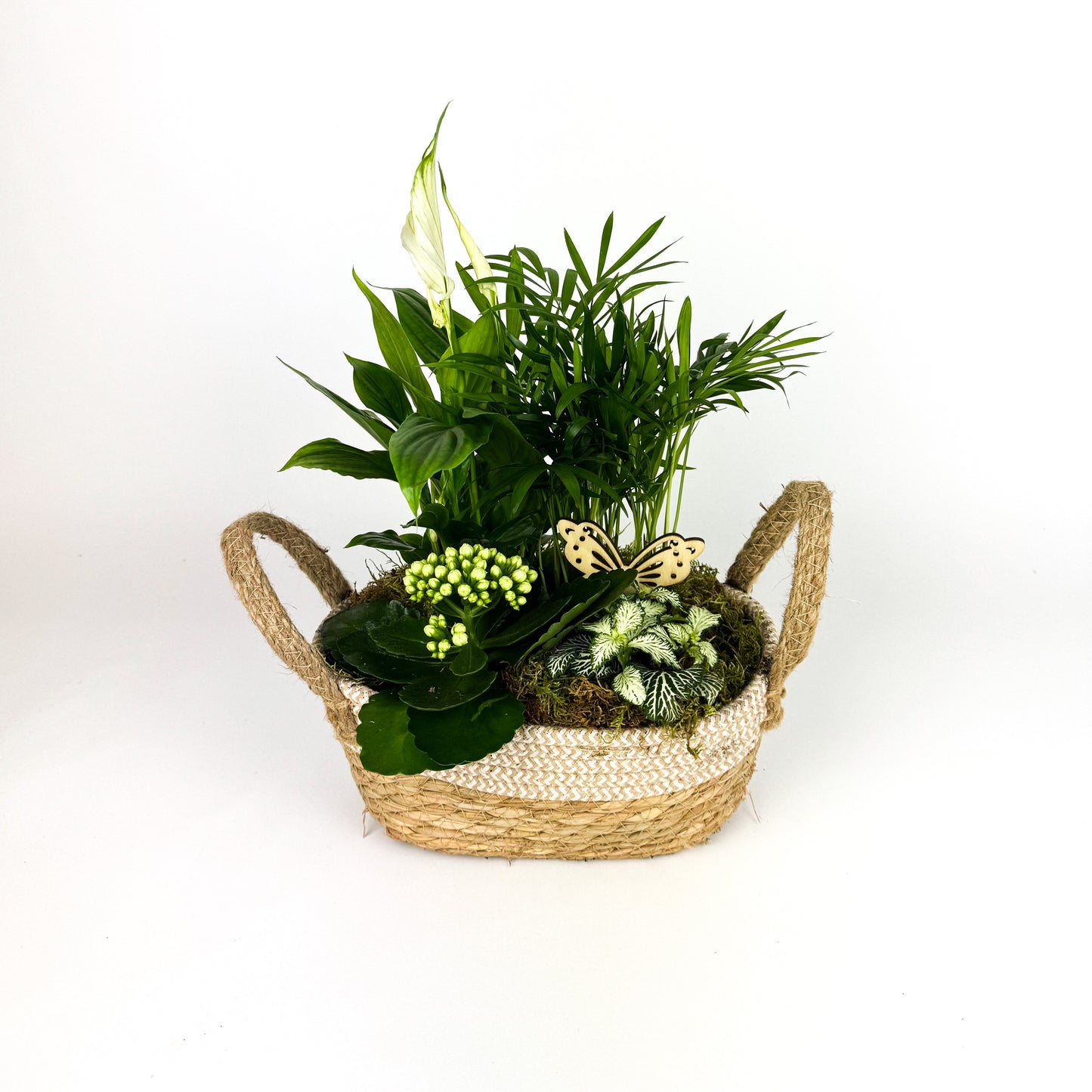 Mixed White Planted Basket Indoor Houseplants