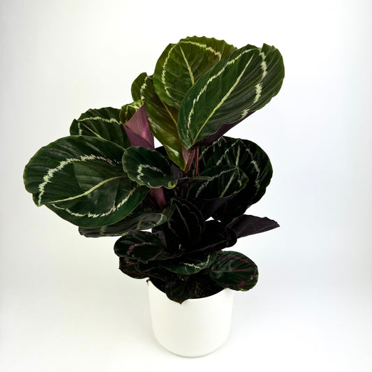 Calathea Roseopicta Dark Houseplant