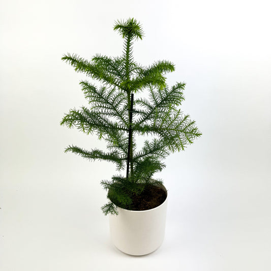 Araucaria Heterophylla Houseplant