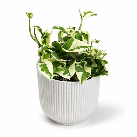 Scindapsus N'joy 12cm Houseplant