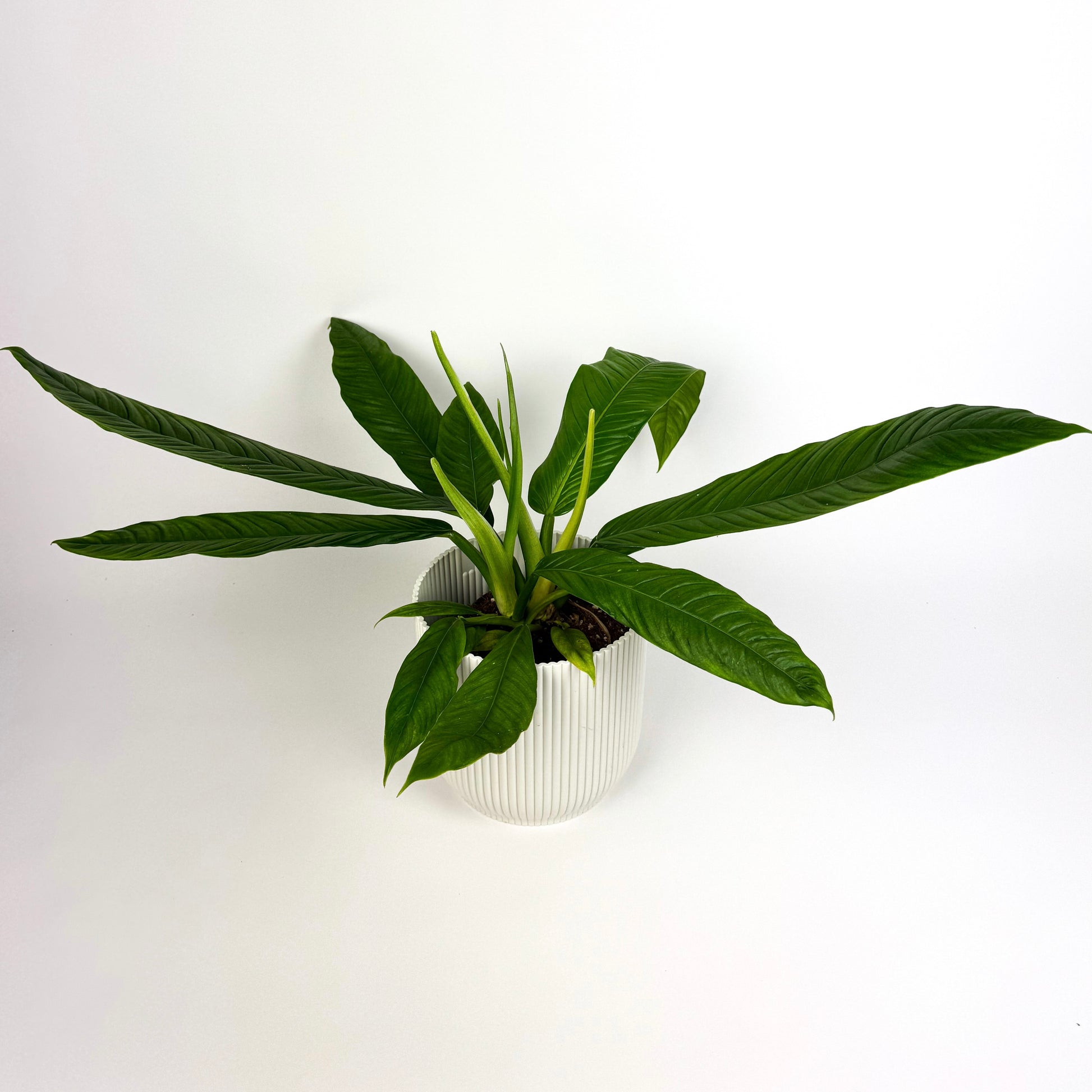 philodendron campii Philodendron Campii Houseplant – OH SO Floral