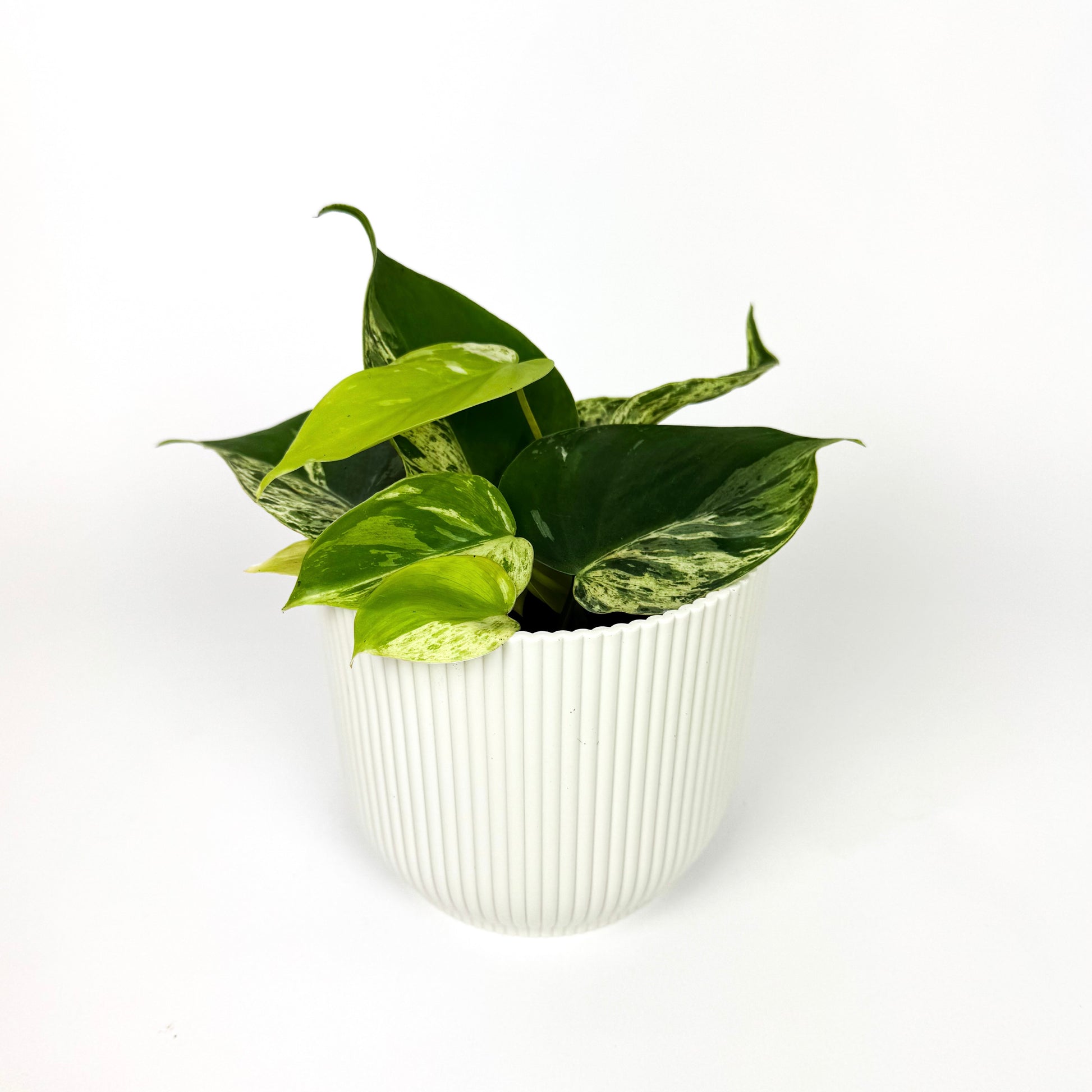 philodendron oxycardium variegated RARE Philodendron Oxycardium Variegata Houseplant – OH SO Floral