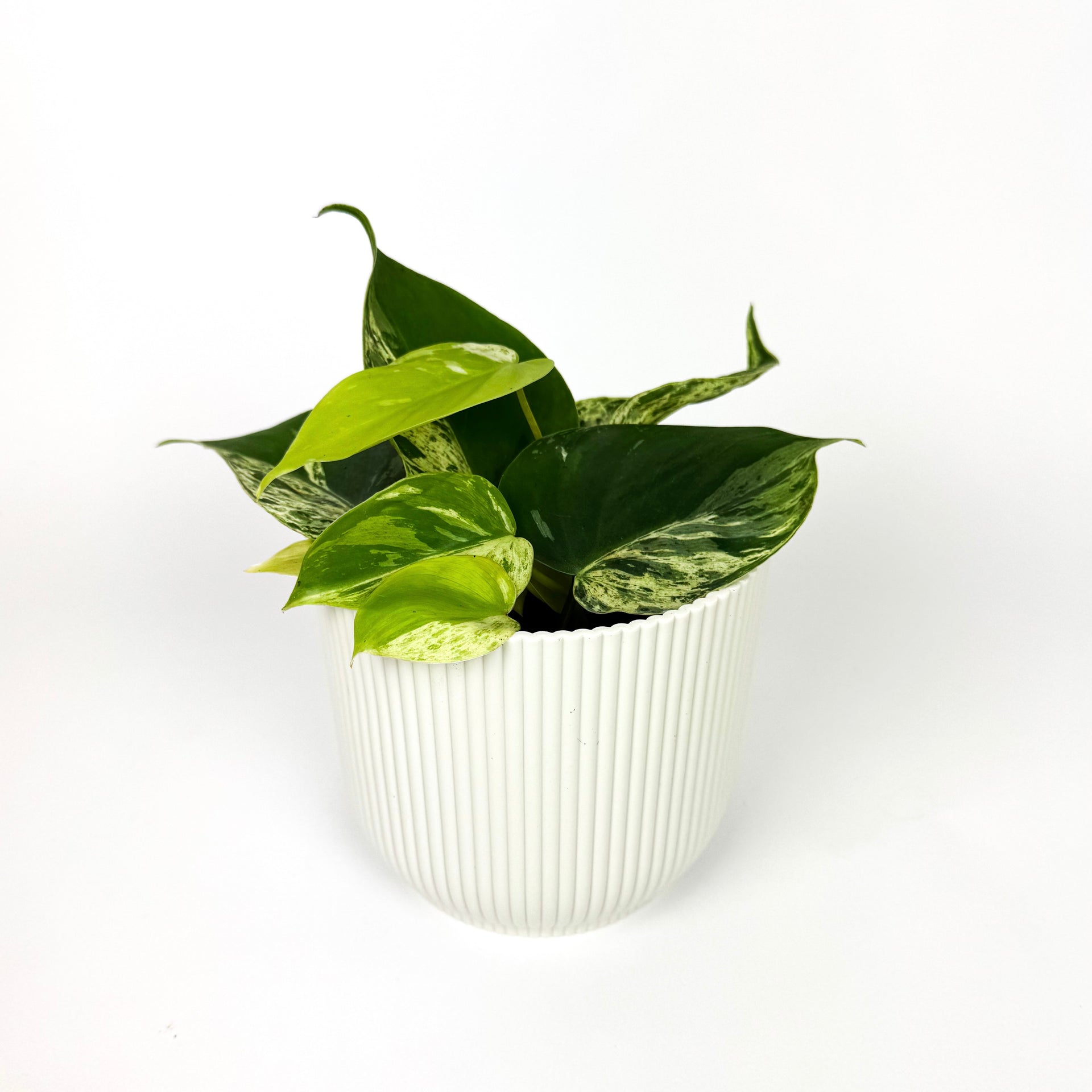 RARE Philodendron Oxycardium Variegata Houseplant – OH SO Floral