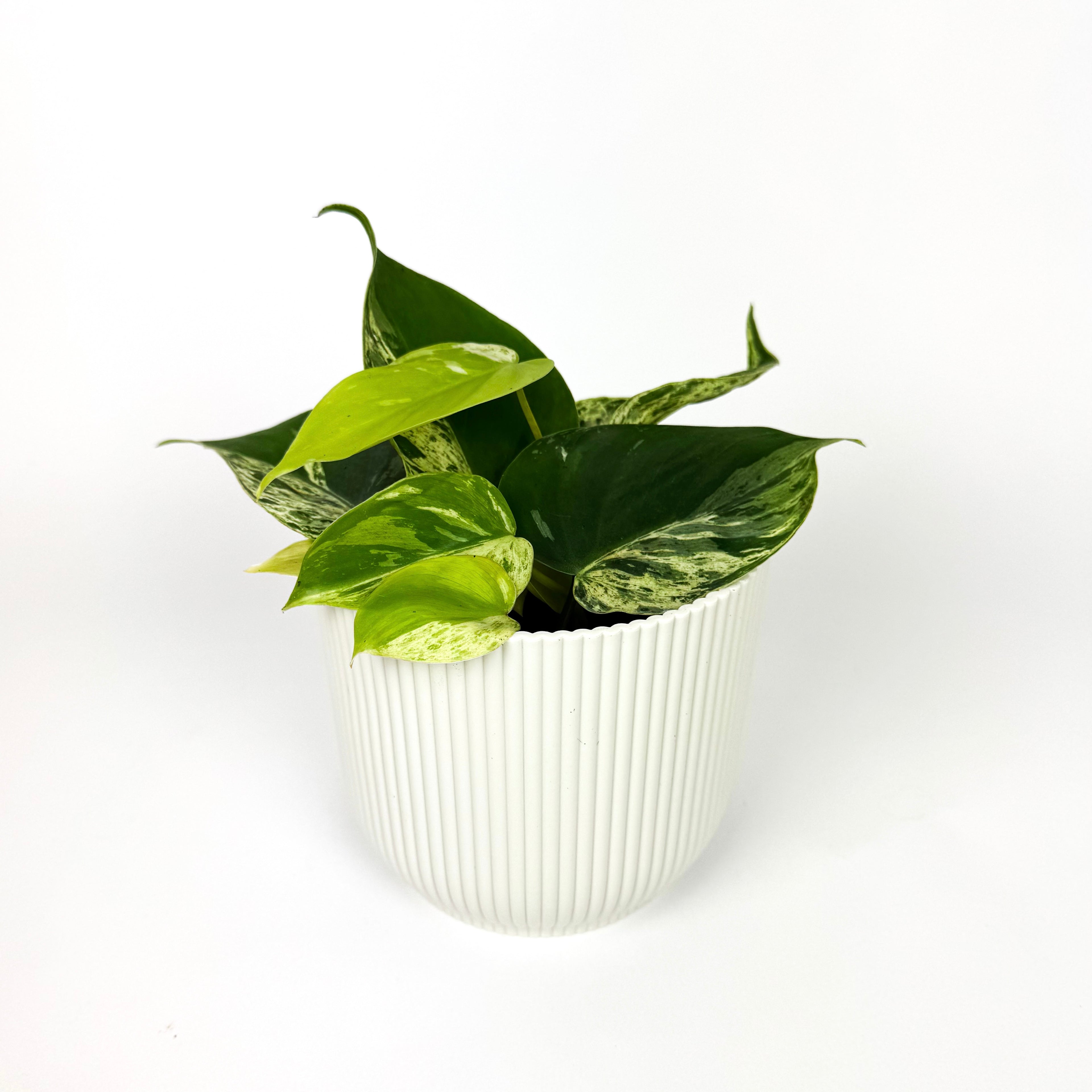 RARE Philodendron Oxycardium Variegata Houseplant