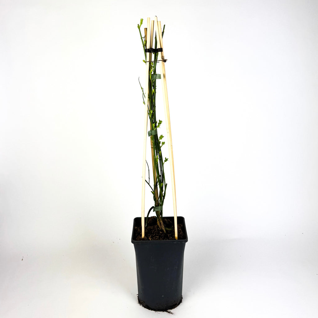 Jasminium Nudiflorum Winter Jasmine Outdoor Plant