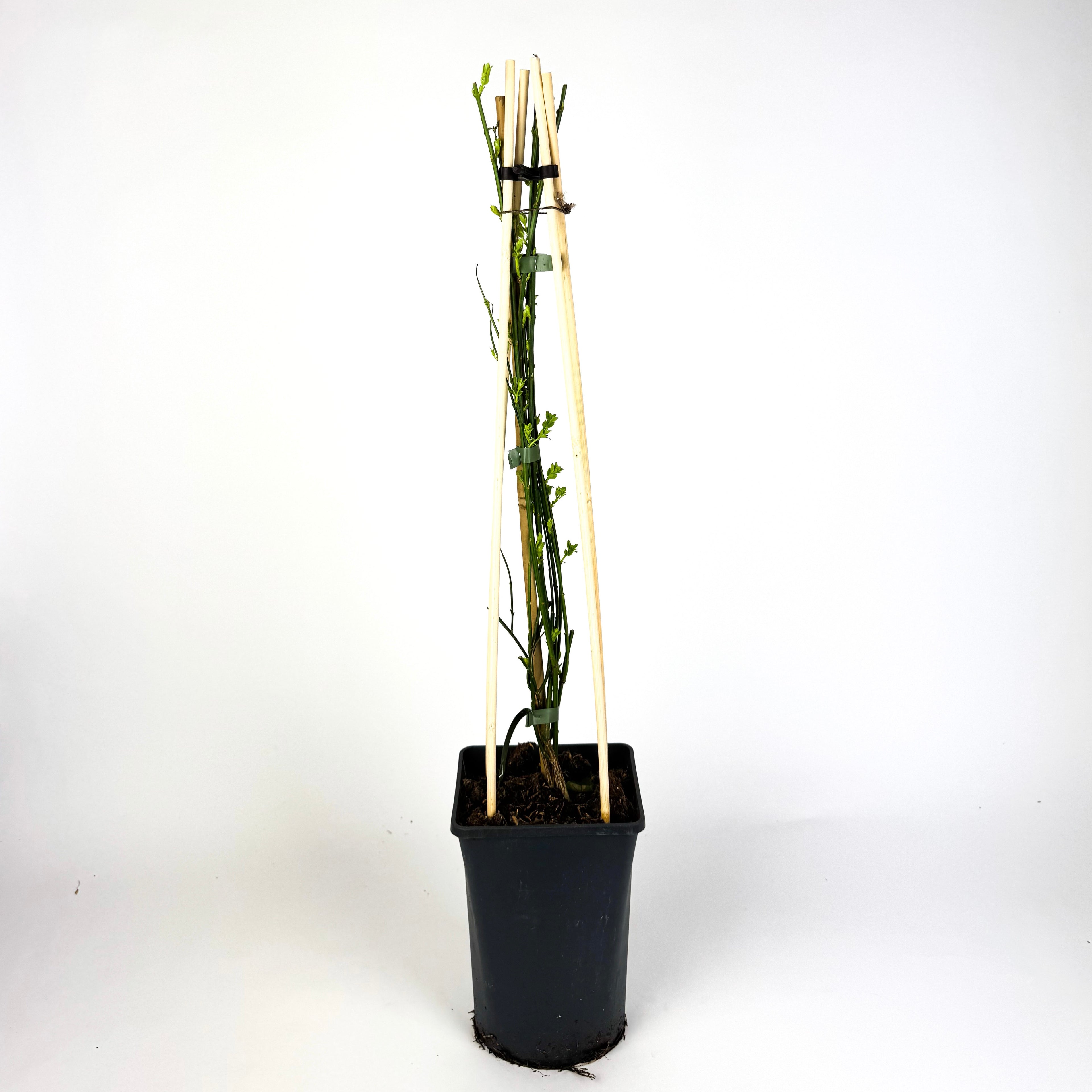 Jasminium Nudiflorum Winter Jasmine Outdoor Plant