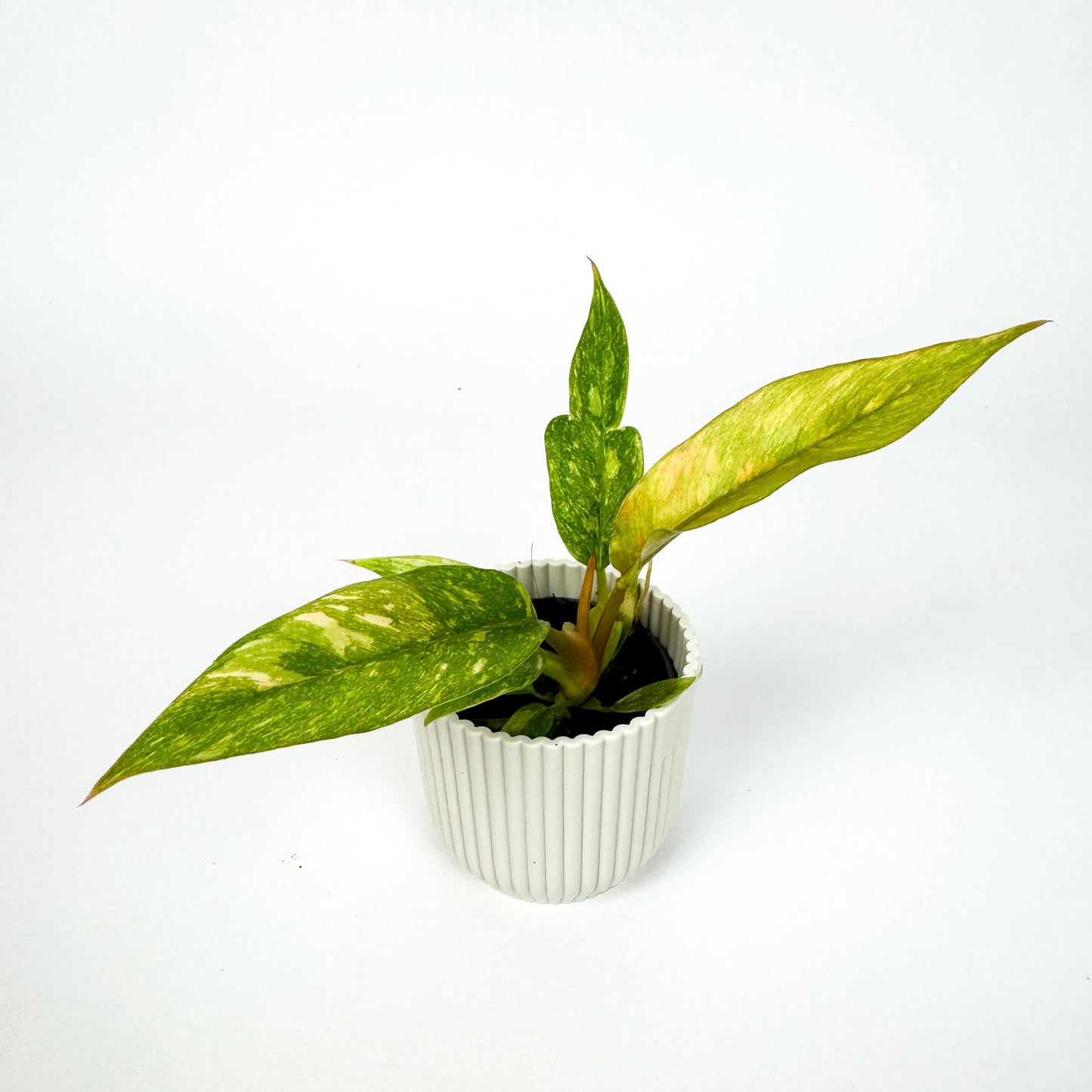 MINI Philodendron Ring Of Fire Houseplant