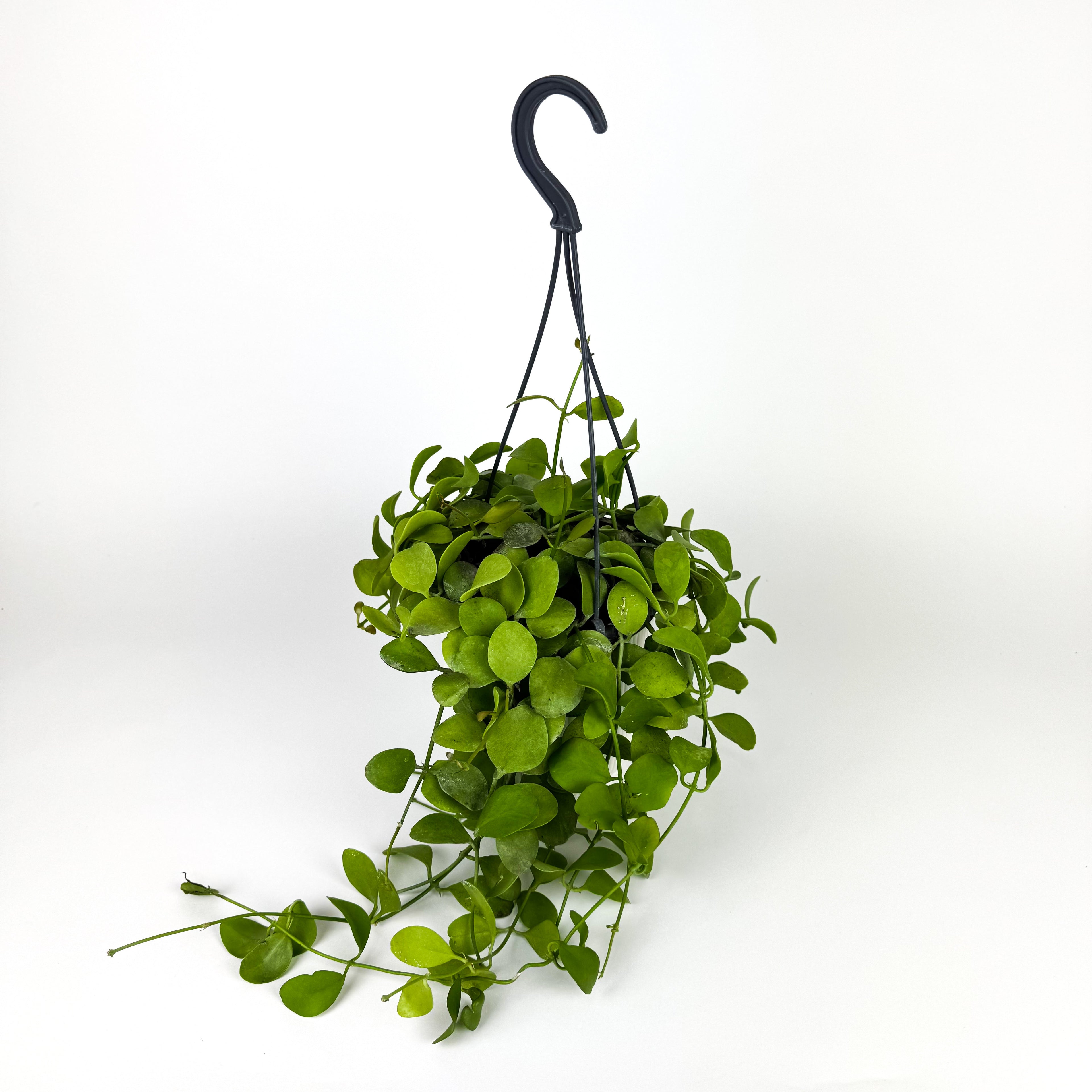 Hanging Dischidia Ionantha Variegated Houseplant