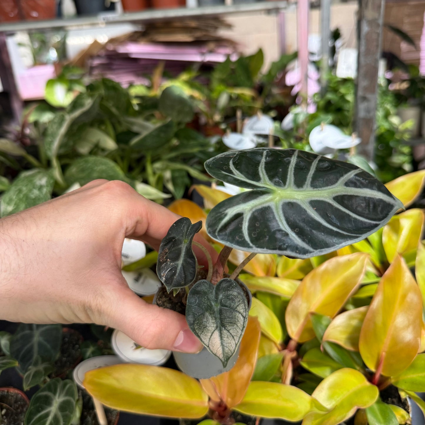 Mini Plants Bundle