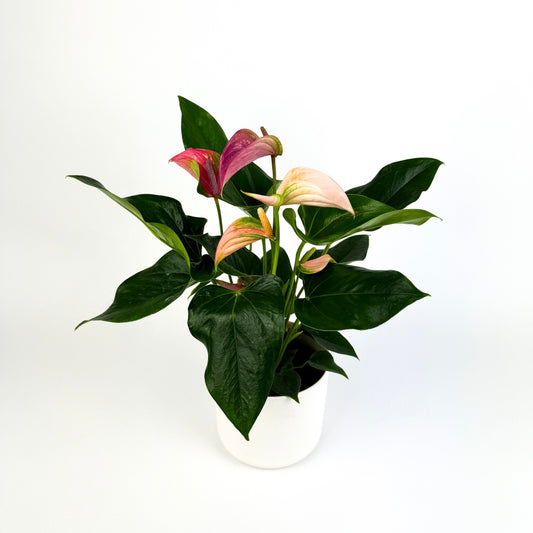 Anthurium Joli Mixed Pink Houseplant