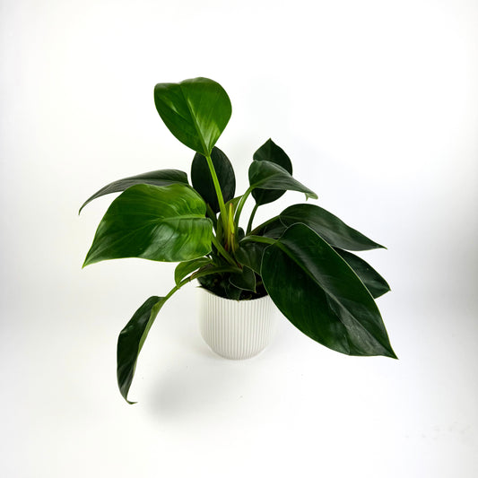 Philodendron Green Princess Indoor Houseplant