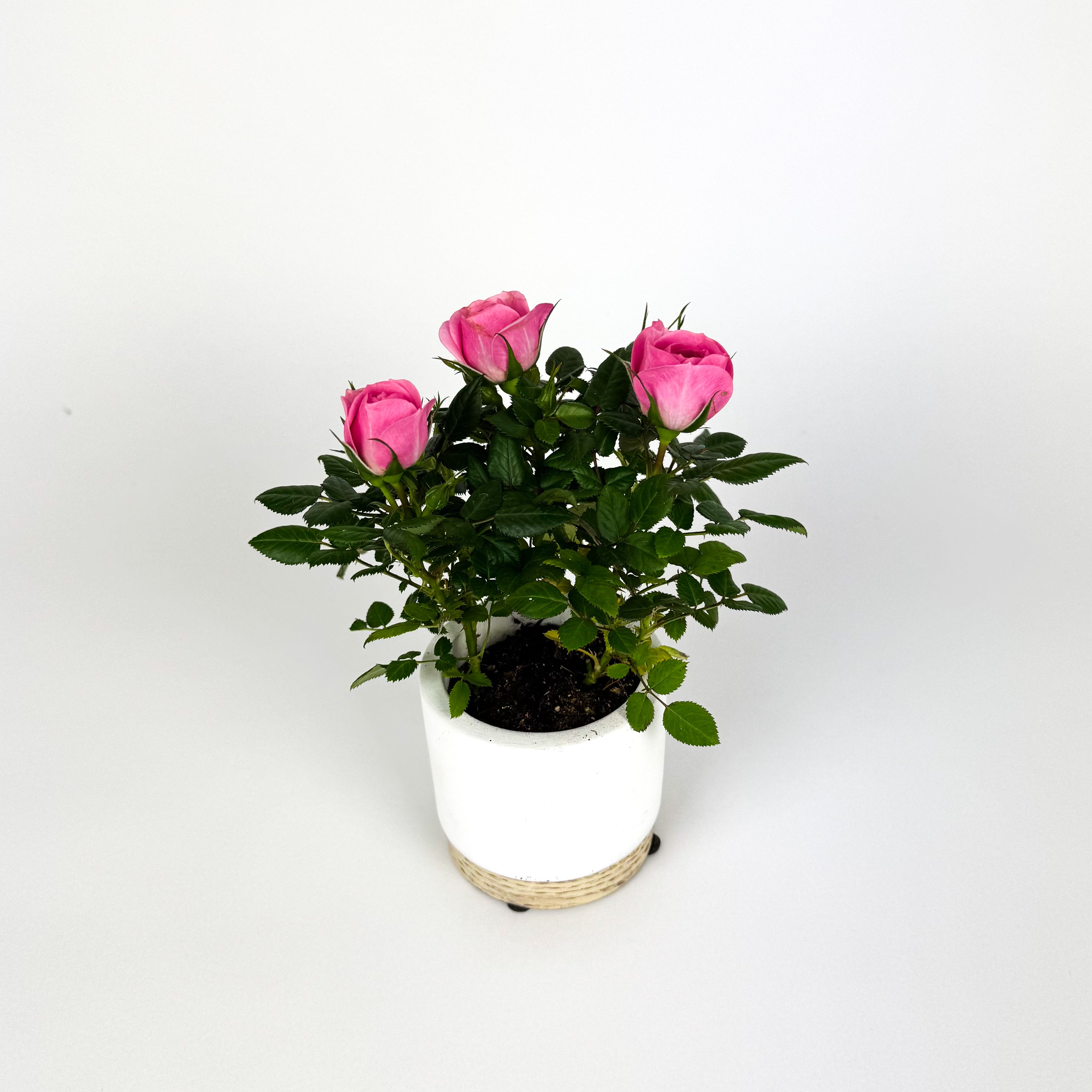 Mini Pink Rose Plant